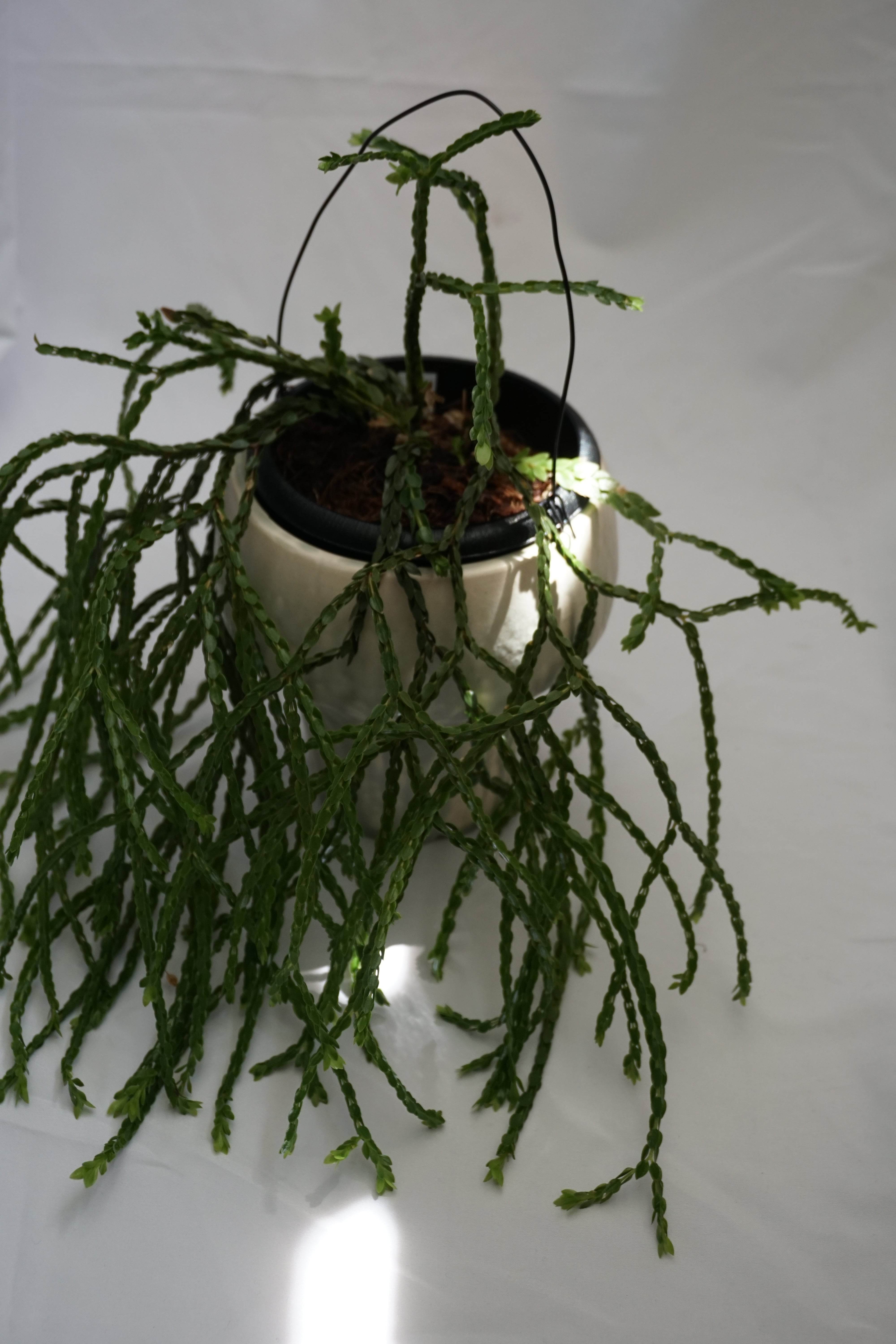 ◎＿◎；）☆ Huperzia nummularifolia ☆フペルジア☆シダ☆4号