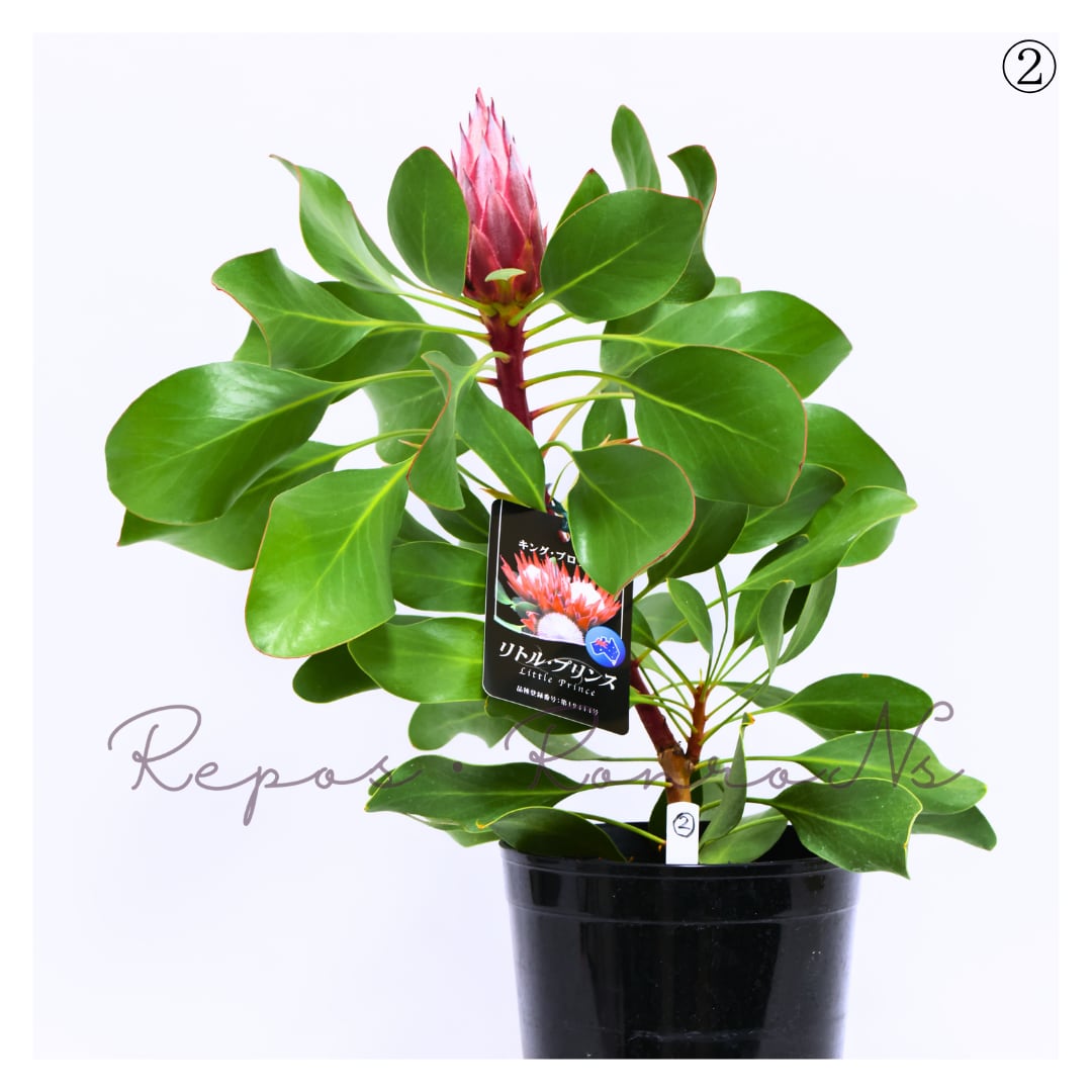 花芽付き 花苗 キングプロテア リトルプリンス 6号鉢 オージープランツ A プロテア:リトルプリンス 現品 花芽付き②(6号鉢) キング