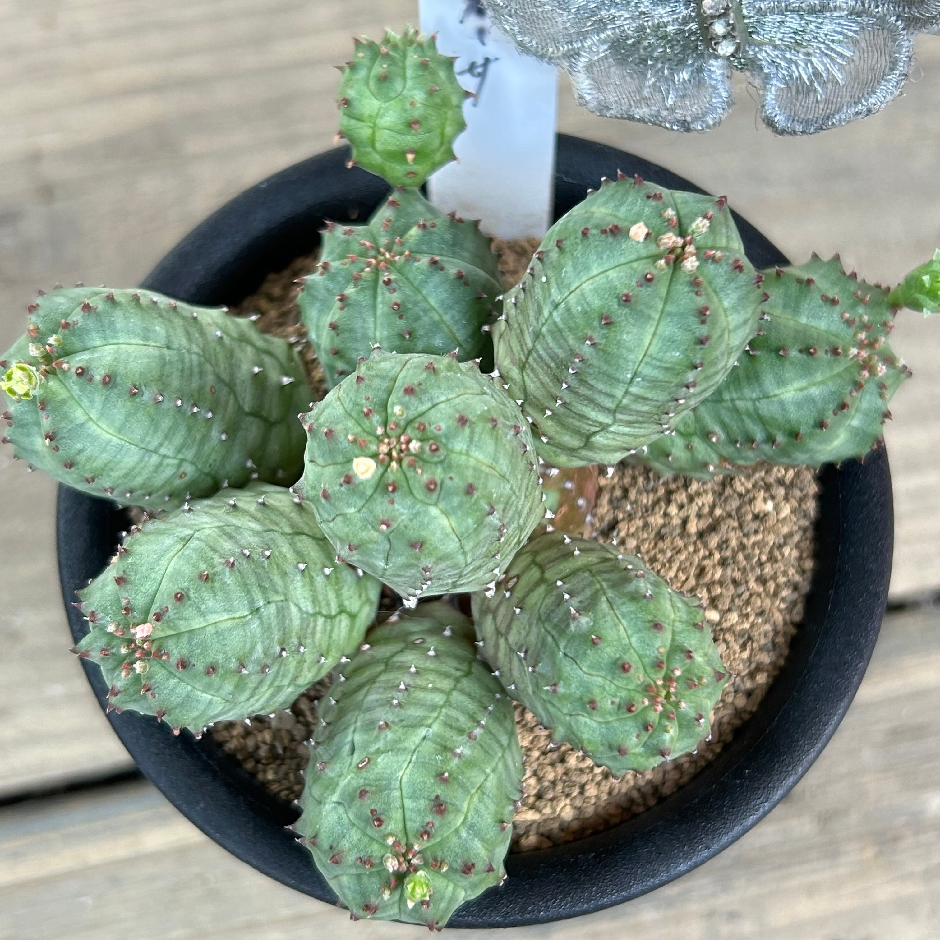 ユーフォルビア グロボーサ ユーフォルビア | Euphorbia