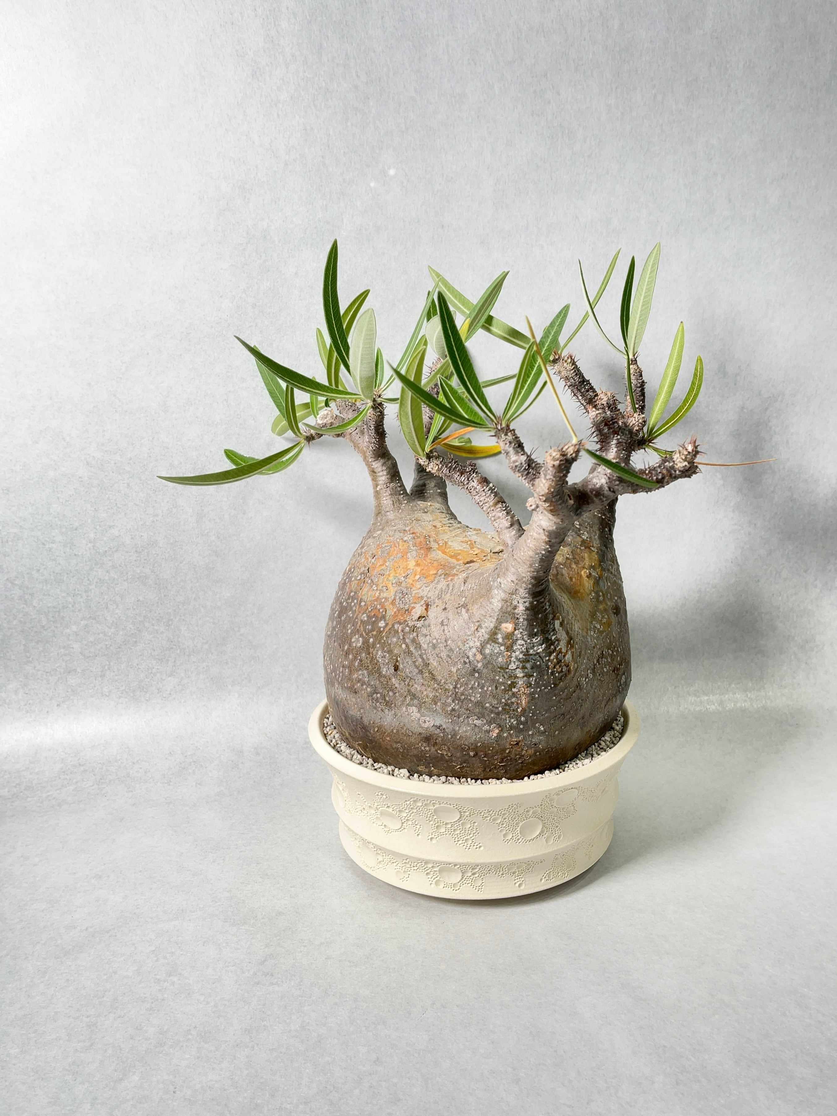 パキポディウム・グラキリス | trigger