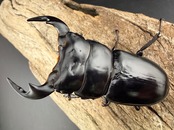 《ブータンアンタエウス シェムガン産 73.5mm ペア》