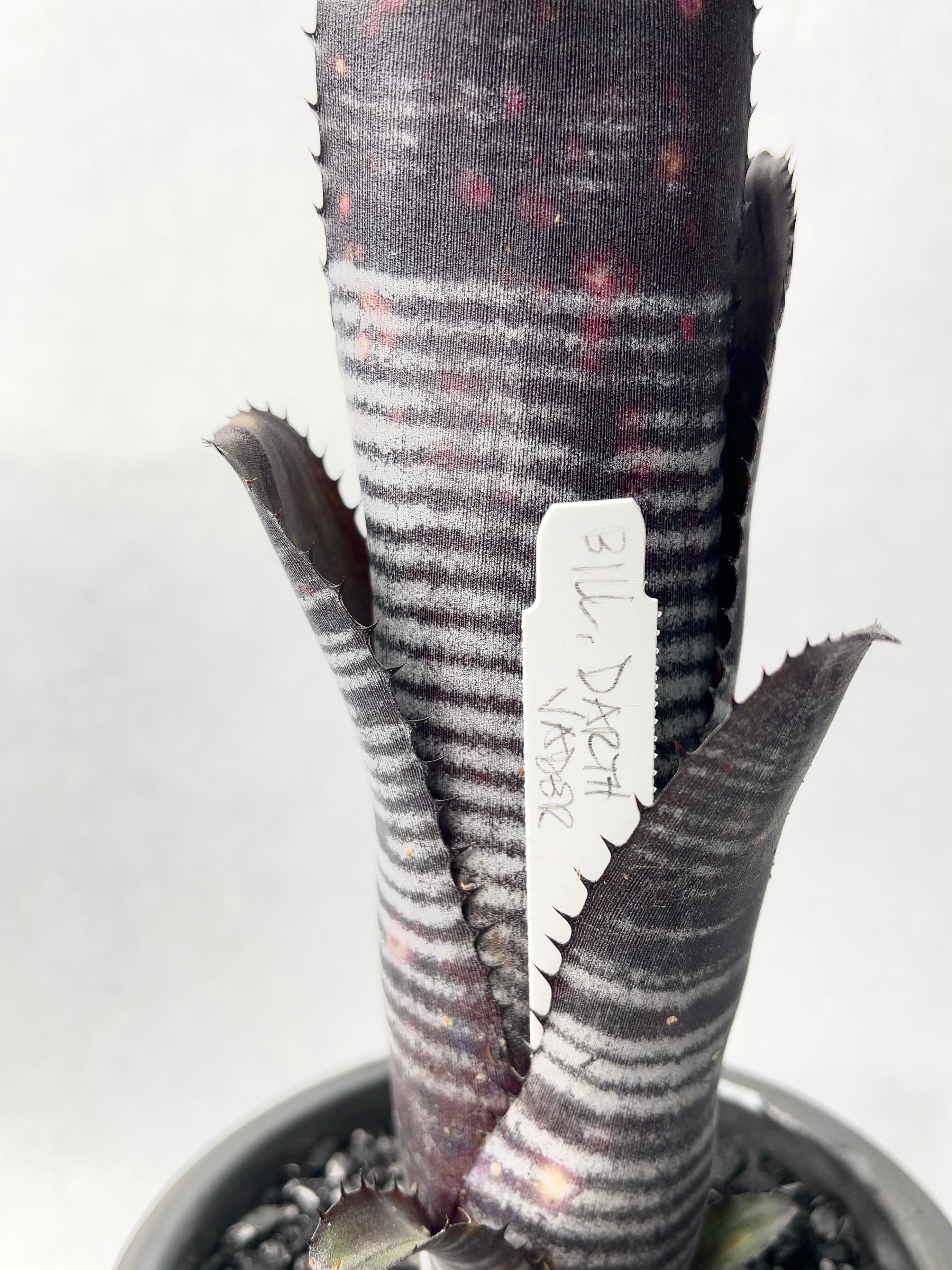 ダースベイダー(リサ氏タグ付き) | trigger