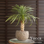 ユッカ デスメティアーナ Yucca Desmetiana ヤシ 幹立ち 5号 陶器鉢 0905GG