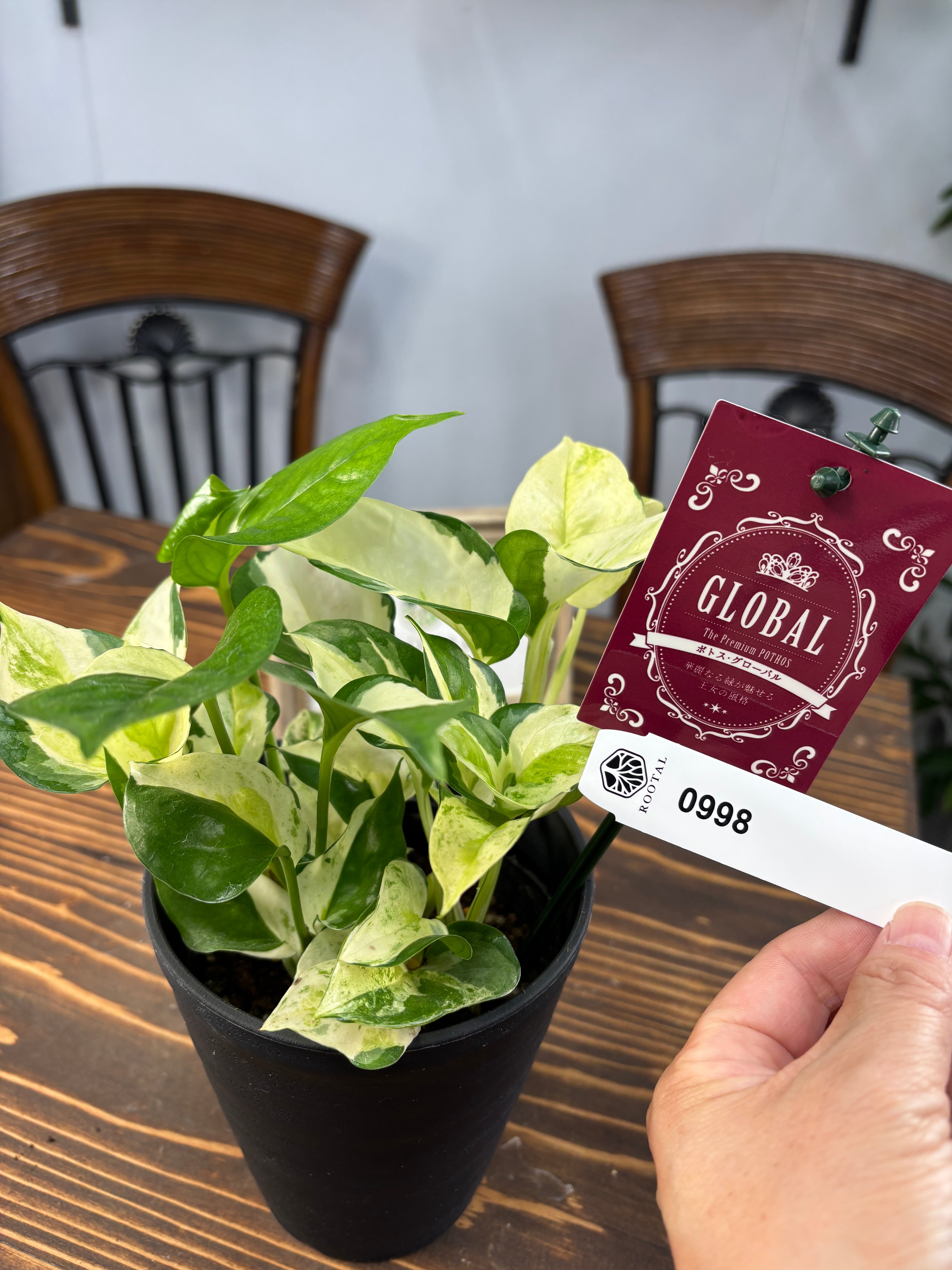 ★★998【極上の美しさ】加藤農園 グローバル 4号鉢