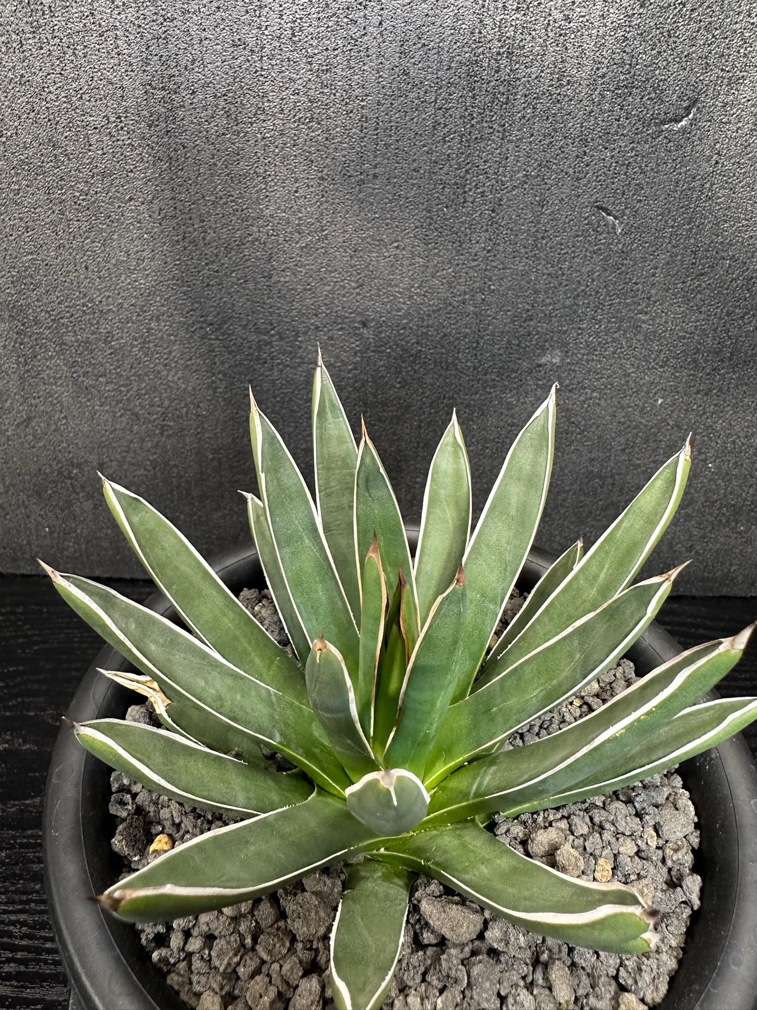 ハイブリッド | T Plants Labo