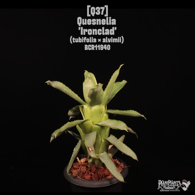 Neoregelia 'Fruit Stripe'〔ネオレゲリア〕N746