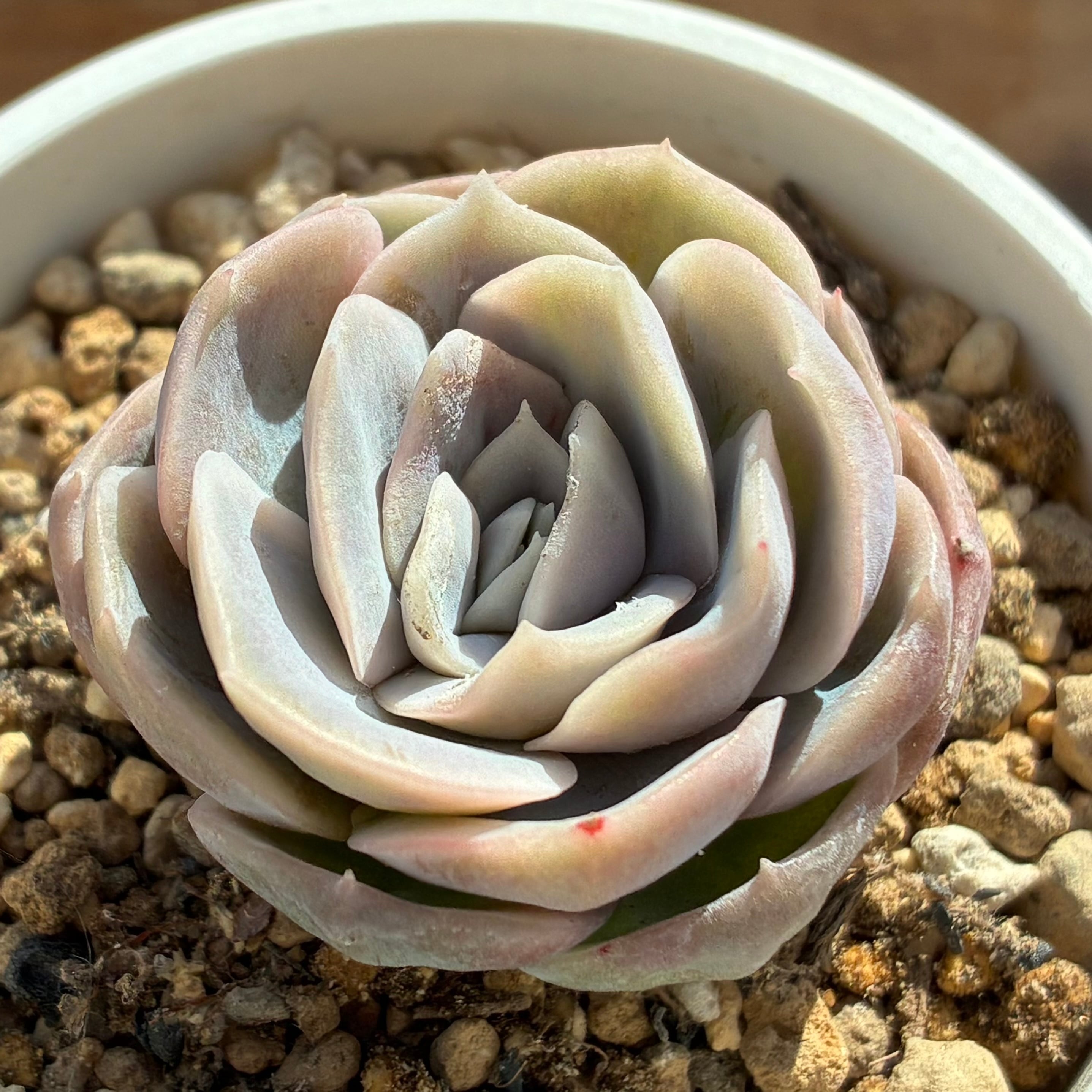 ハオルチア 花狐錦 | mocono_plants