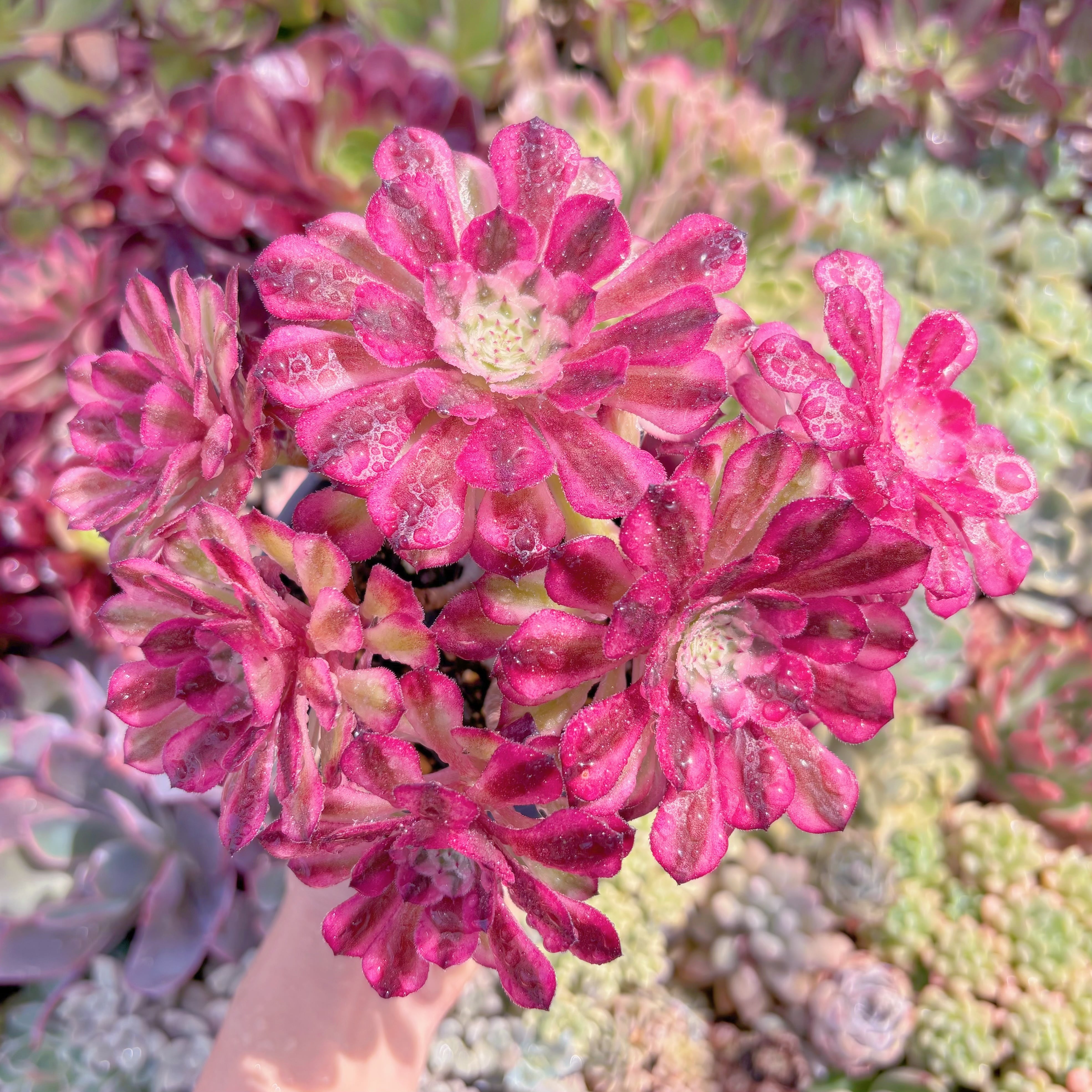 現品　ブラックチェリー#1179　群生　るる農園