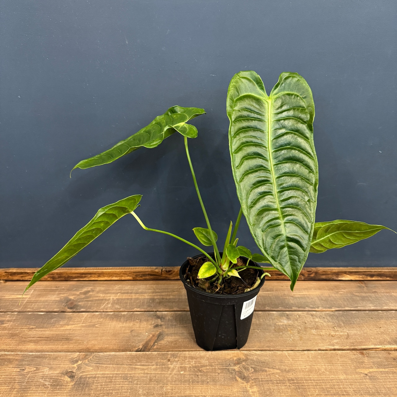 アンスリウム ベイチー【792】