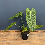 アンスリウム ベイチー【792】