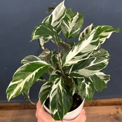 カラテア　ホワイトフュージョン【006】