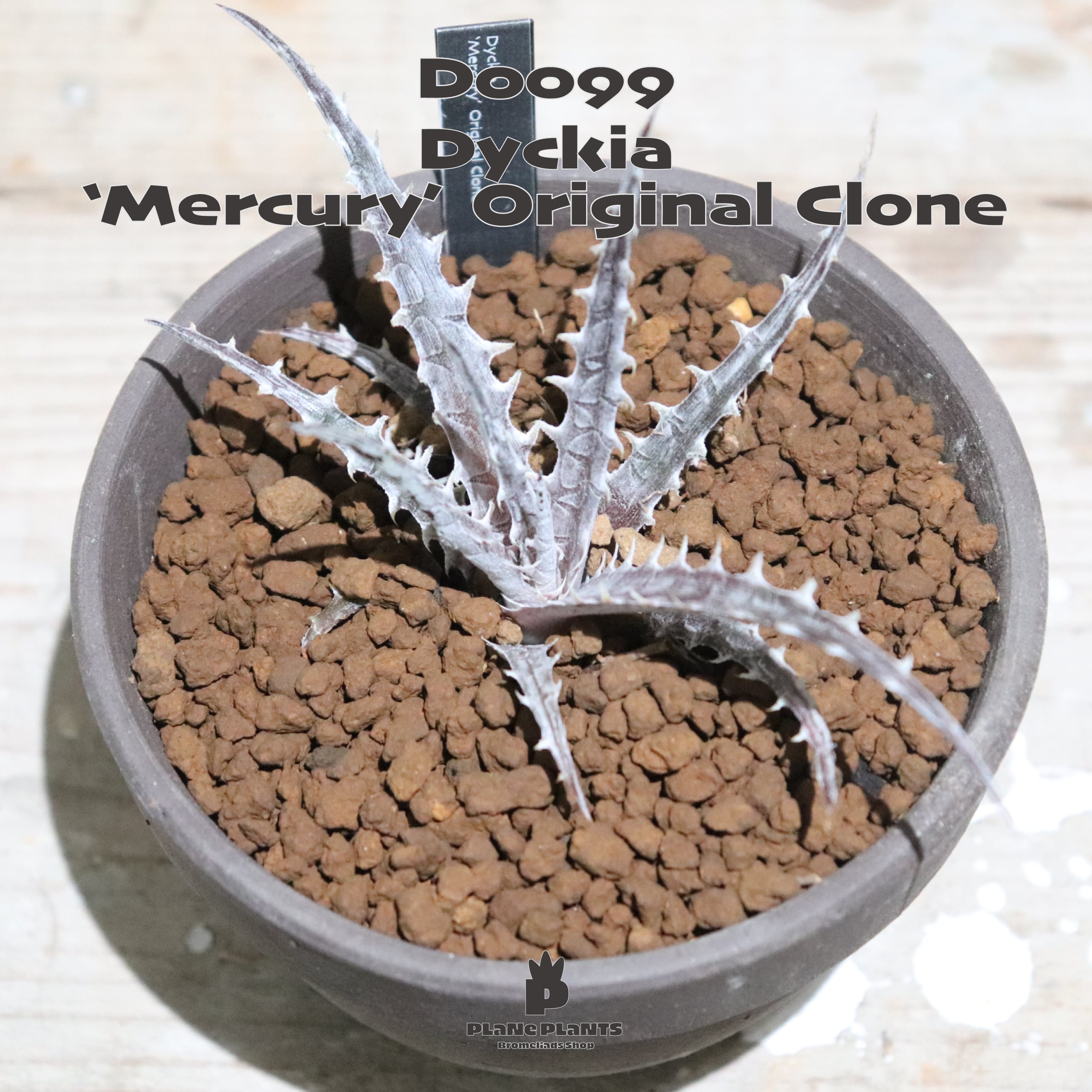 送料無料】'Mercury' Original Clone《未発根株》〔ディッキア〕現品