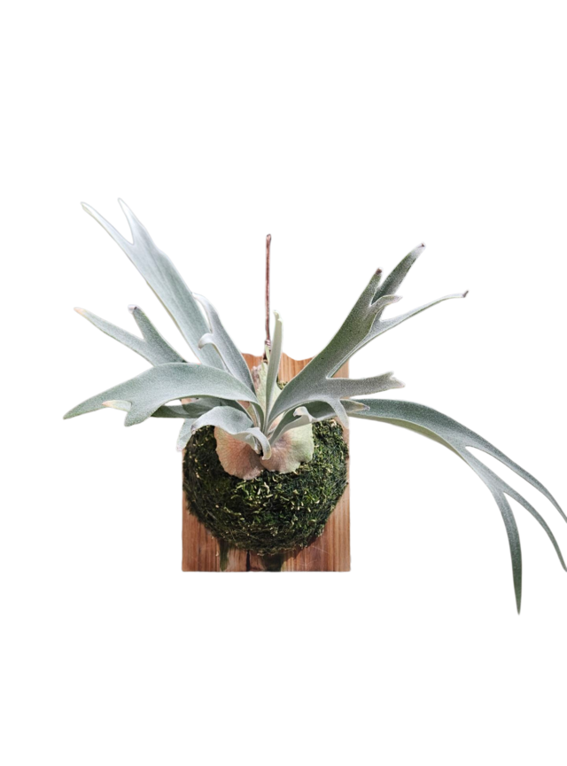 P.veichiix (P.willinckti × P.Veichii wild) Select【artPLANTs/PLANTS  GARAGE 】ビカクシダ/Platycerium