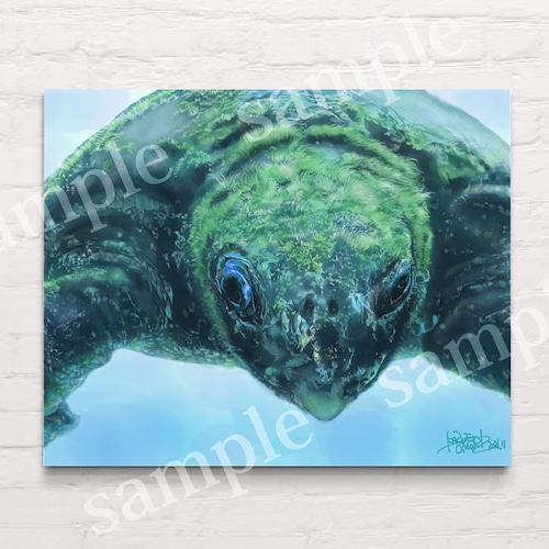 Sea turtle 01 キャンバスプリント（F3号）