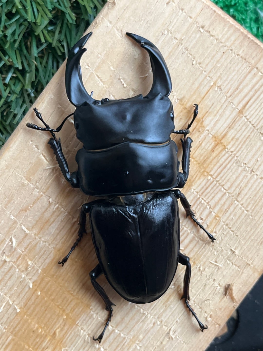 久留米産オオクワガタ♂82mm 標本 久留米産オオクワガタ♂82mm 標本