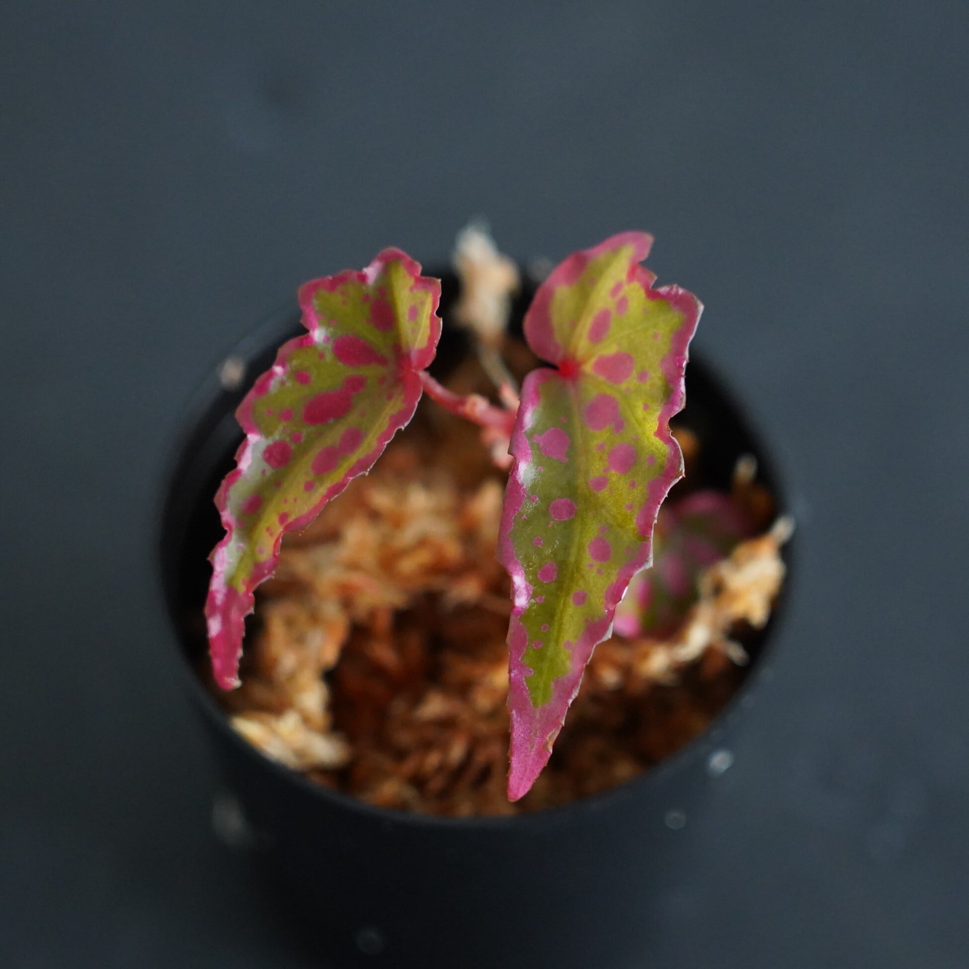 ベゴニア ハイブリッド Begonia hybrid(amphioxus x crazy pink)|苔テラリウム作製用素材 ◆Lカップ