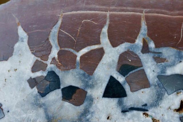 セプタリア　Septaria　④