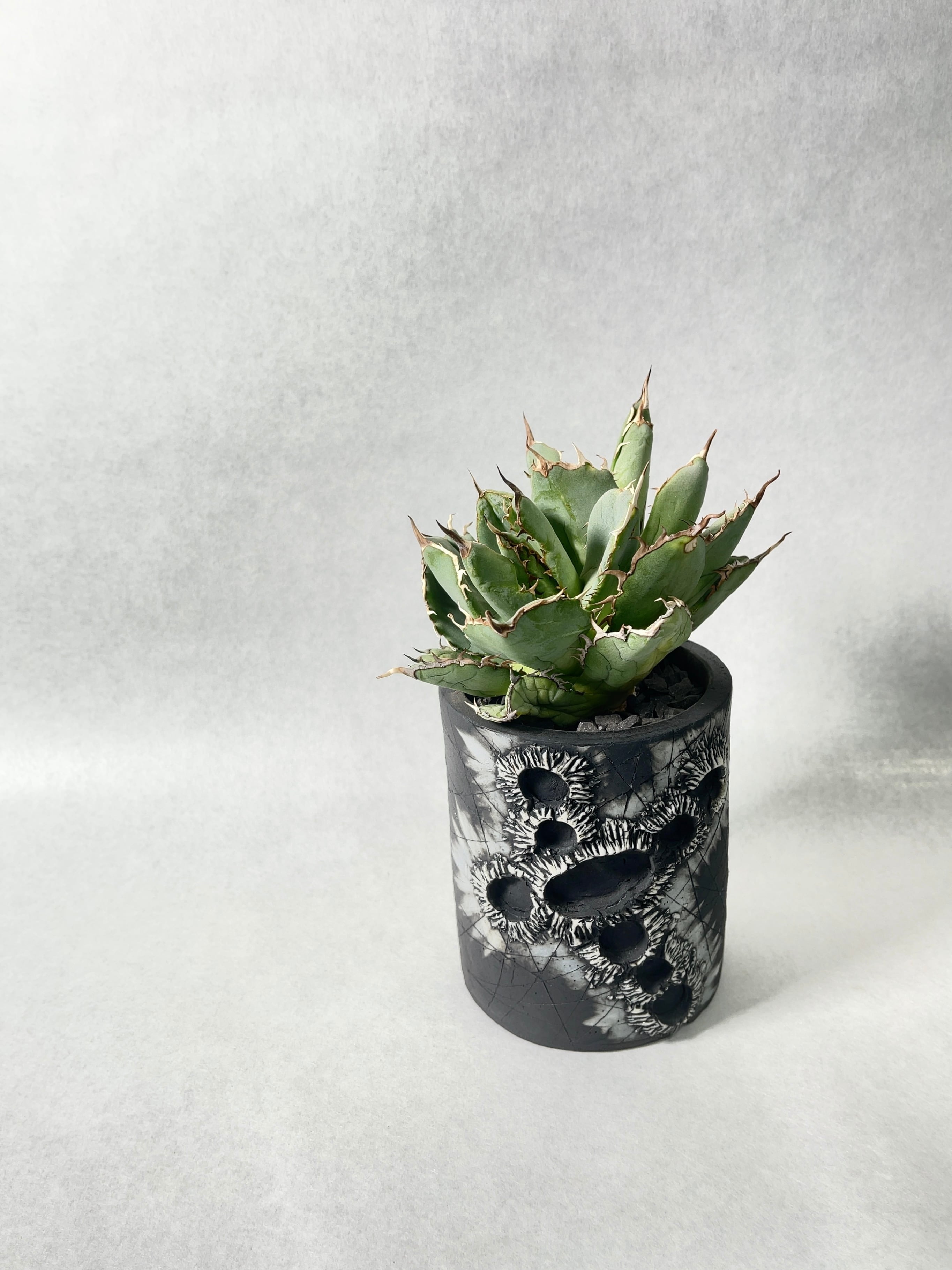 【多頭】アガベ　フィリグリー　デビルタイプ アガベ チタノタ フィリグリー 'デビル' Agave titanota 'Filigree