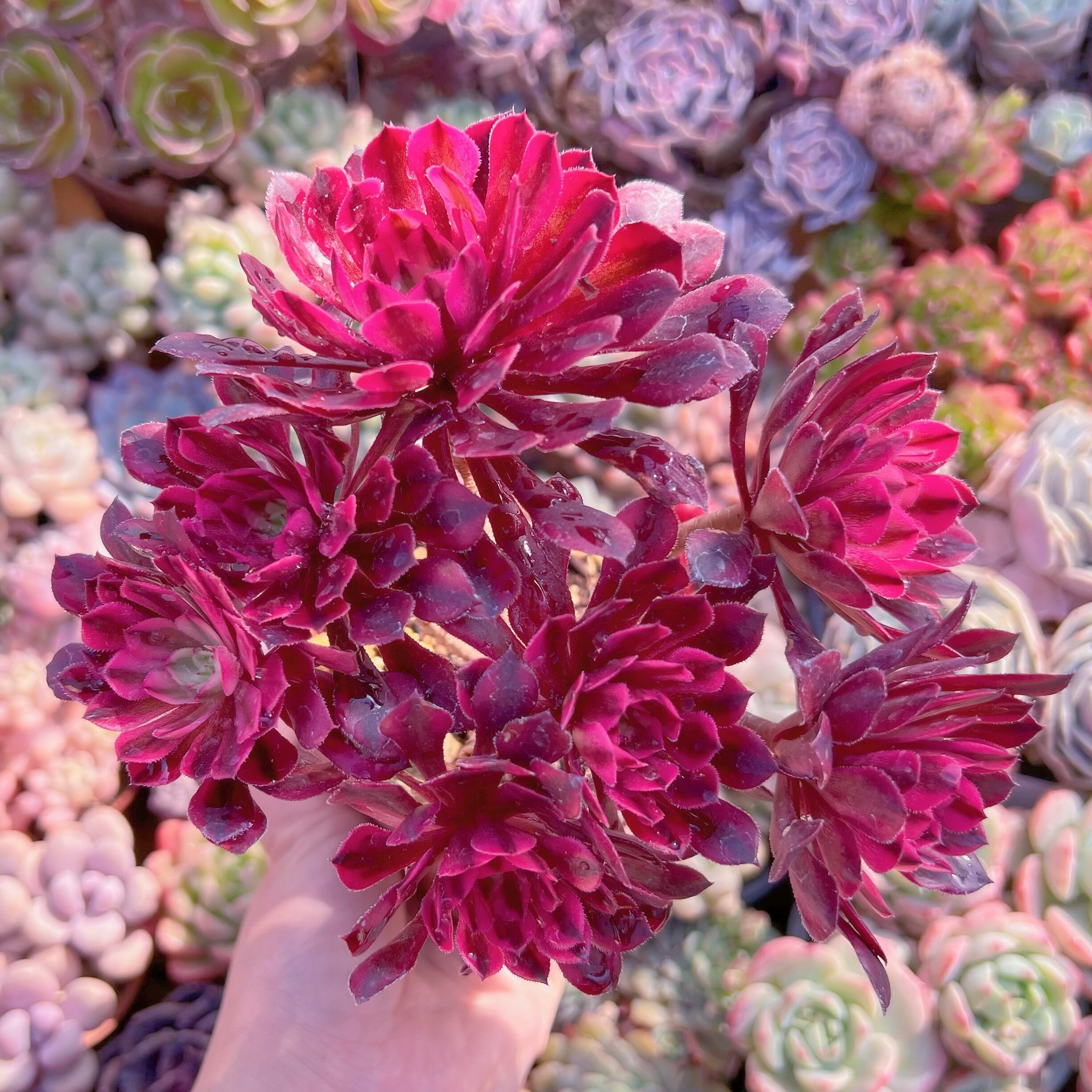 現品　ブラックチェリー#1113　群生　るる農園