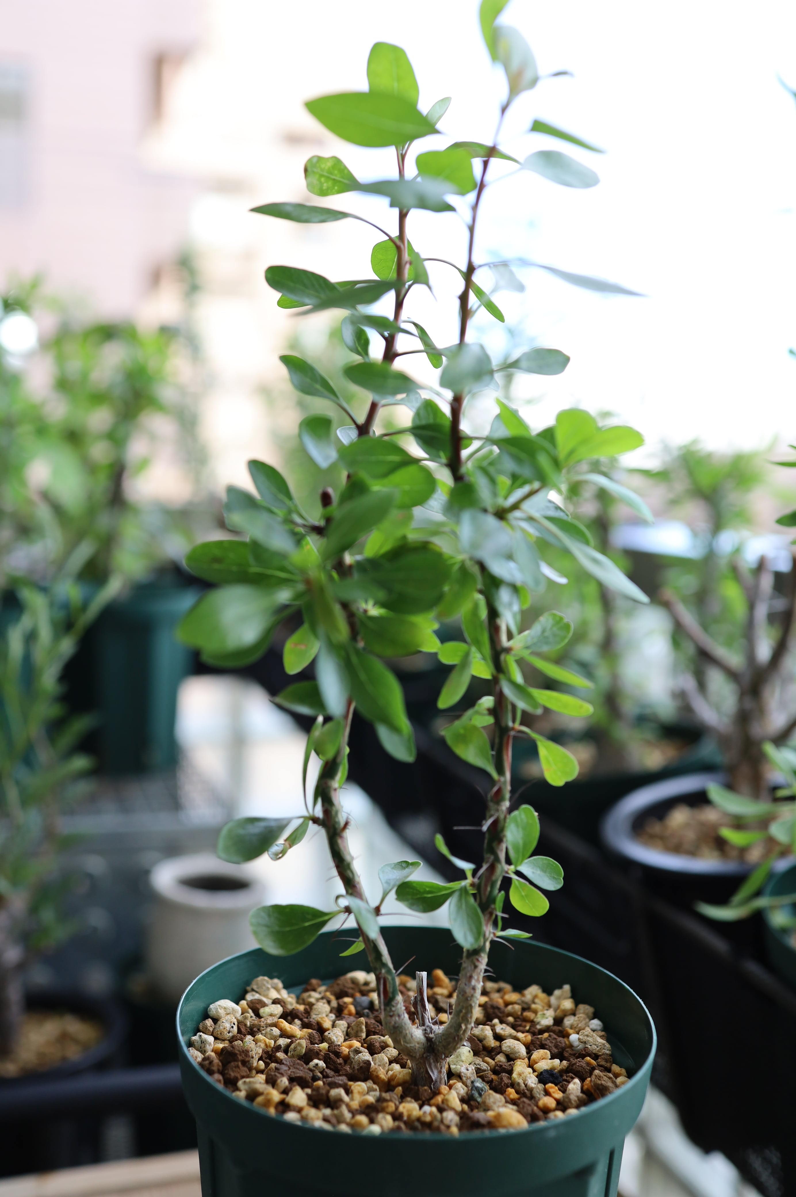 フォークイエリア ファシクラータ 発根済 フォークイエリア ファシクラータ 発根済 フォークイエリア