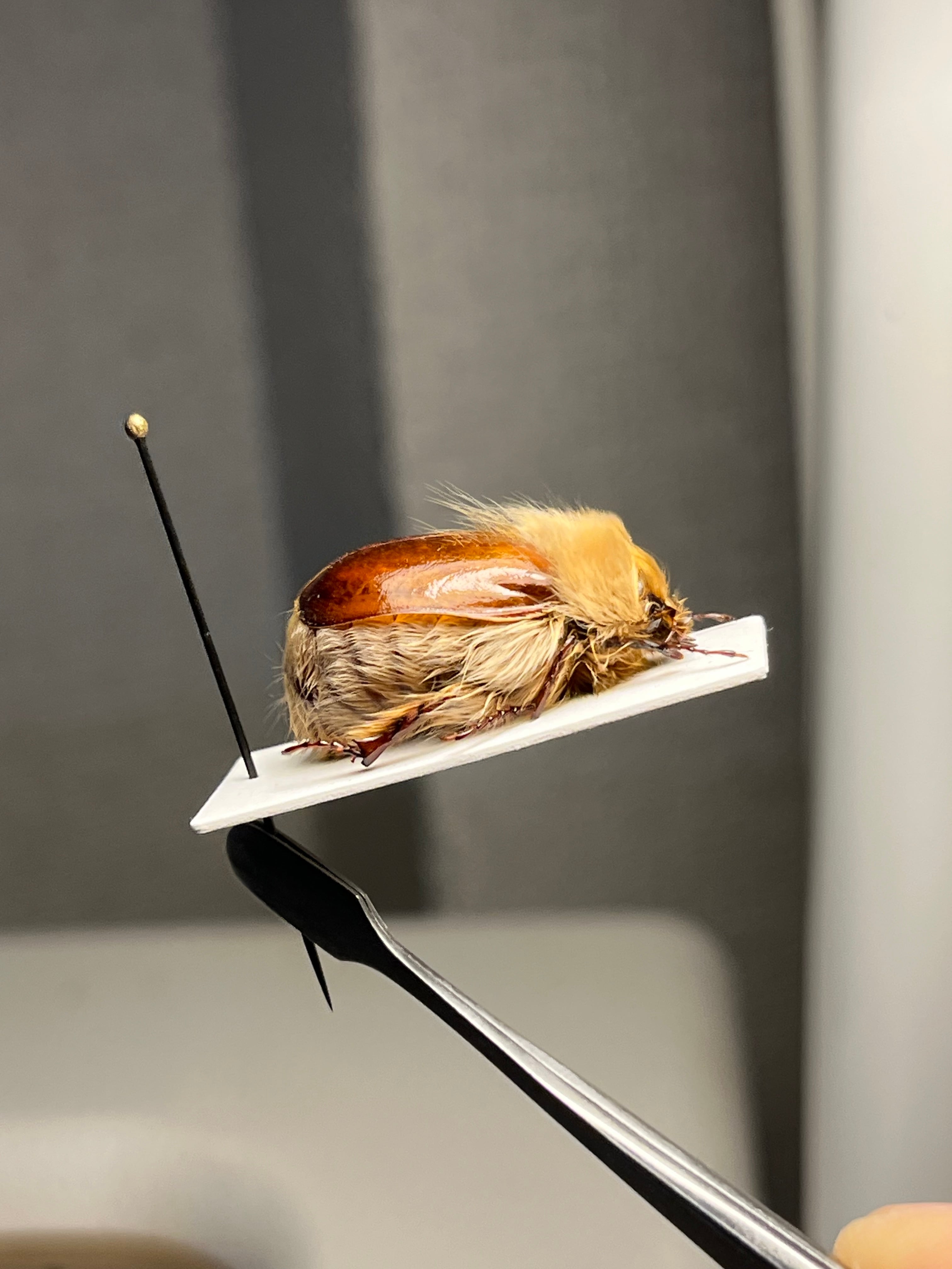 【剛毛巨大】ライオンコガネコガネムシハナムグリコブハムシプラチナコガネ標本 剛毛巨大】ライオンコガネコガネムシハナムグリコブハムシプラチナ