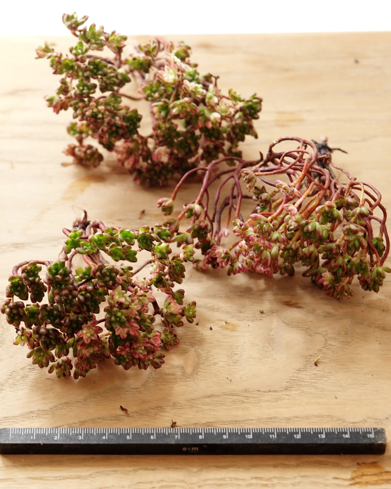 発根済カット苗 アエオニウム 小人の祭り錦 L 群生 Aeonium sedifolium f.variegata