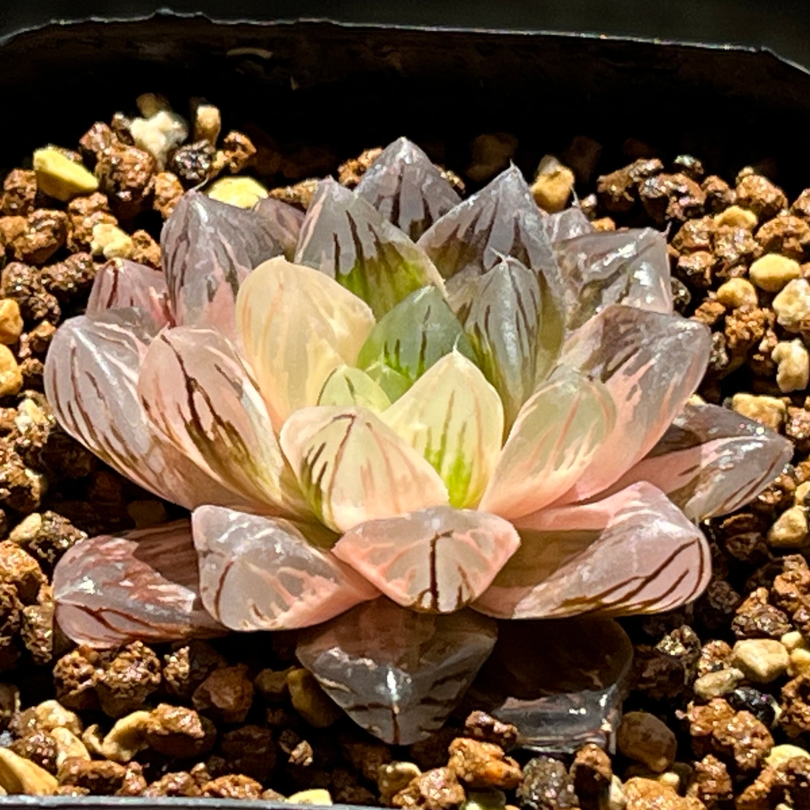ハオルチア 花胡蝶 オブツーサ錦 | mocono_plants