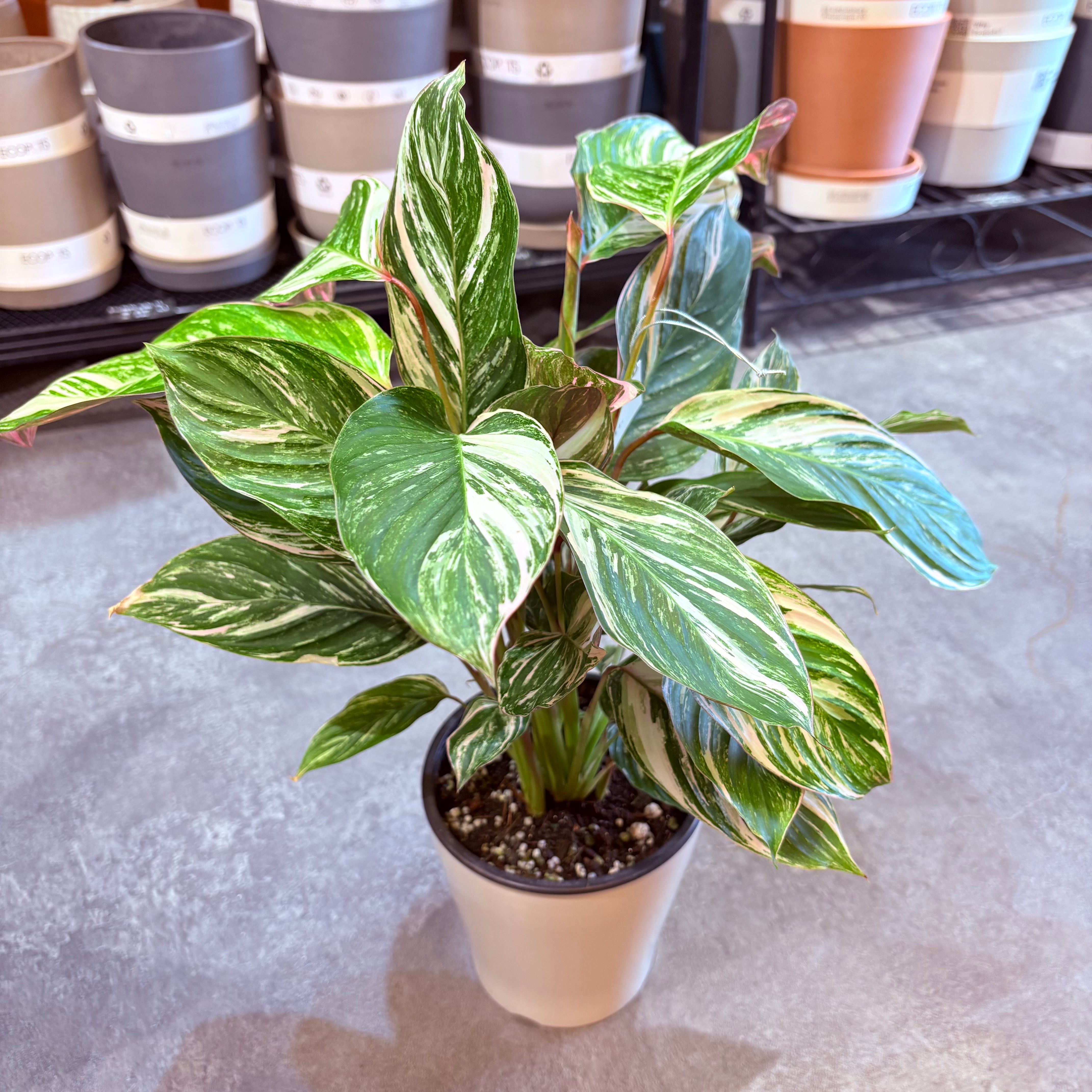 クテナンテ クラウドブロケイド 5号【荒木植物園さん】 | Green Vibes