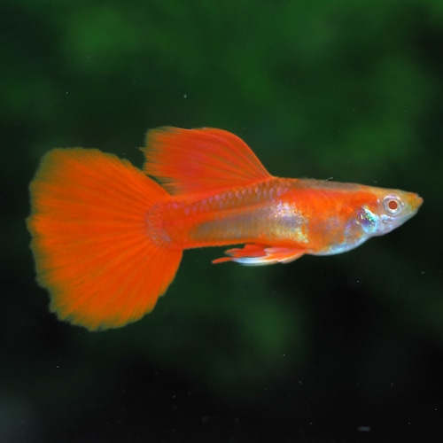 【セール】RREAフルレッドタキシード　若魚2ペア＋おまけ1ペア