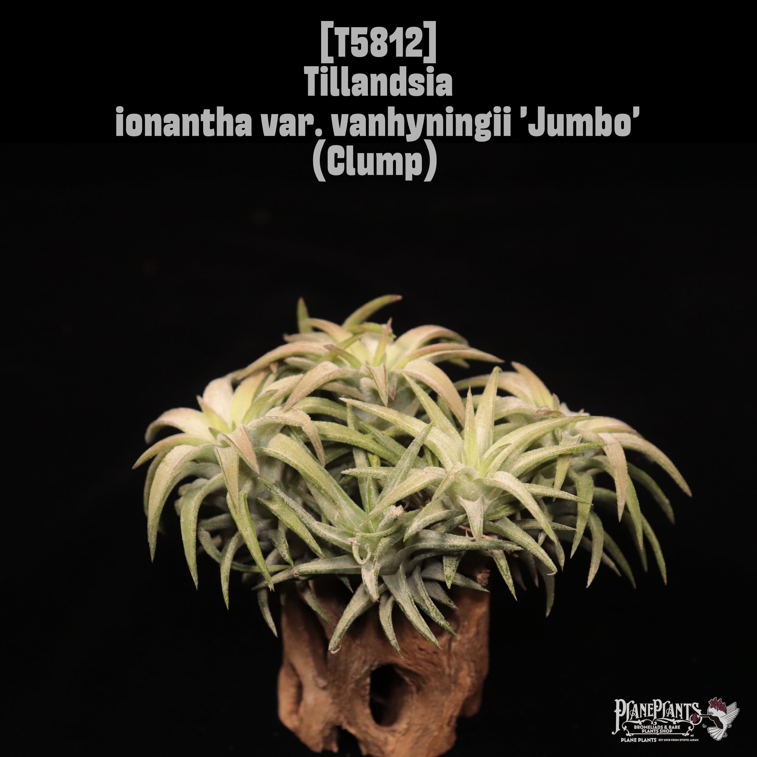 Tillandsia ionantha var. vanhyningii 'Jumbo' (Clump)〔ティランジア
