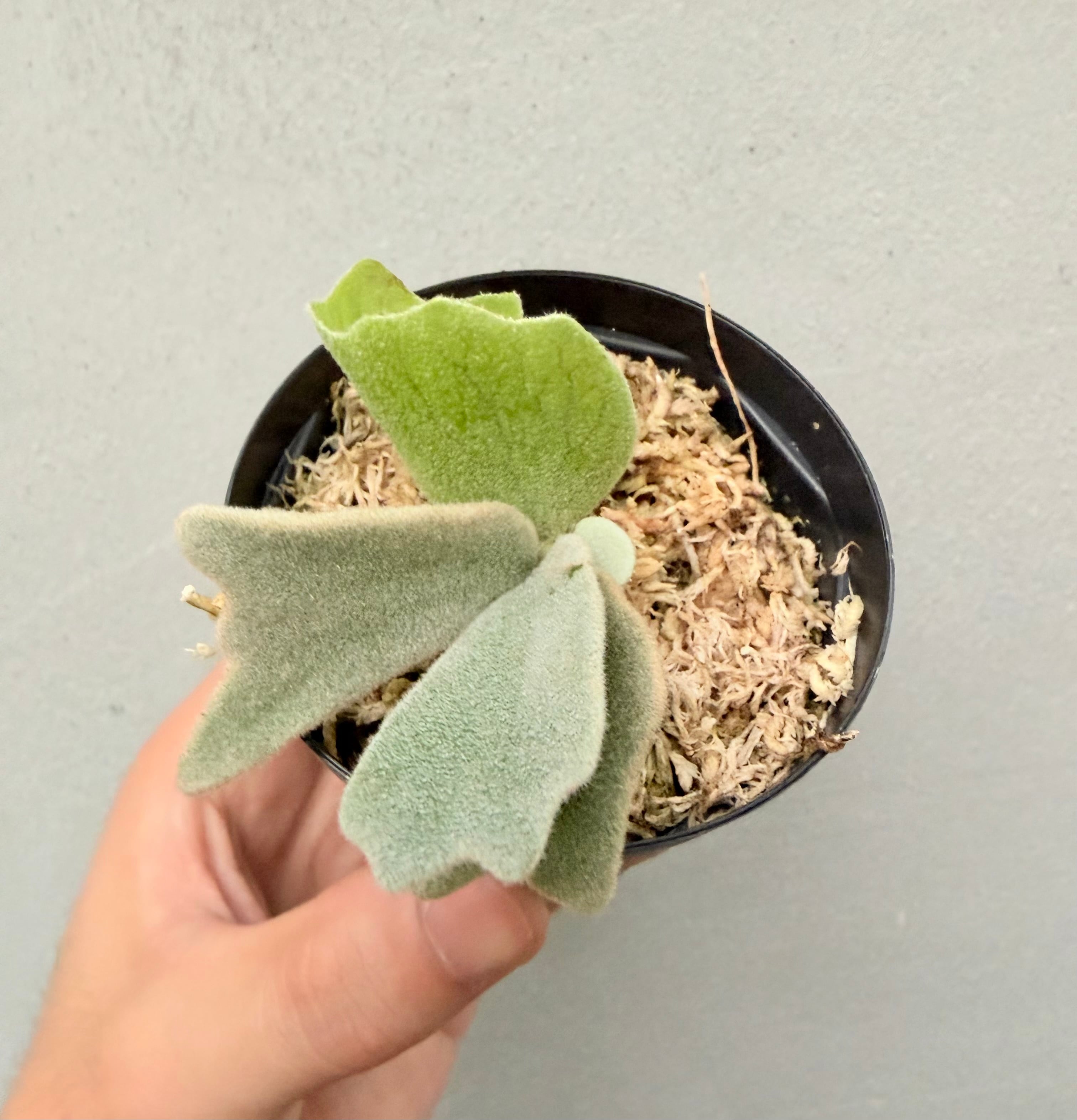 Platycerium_ビカクシダ | vandaka plants