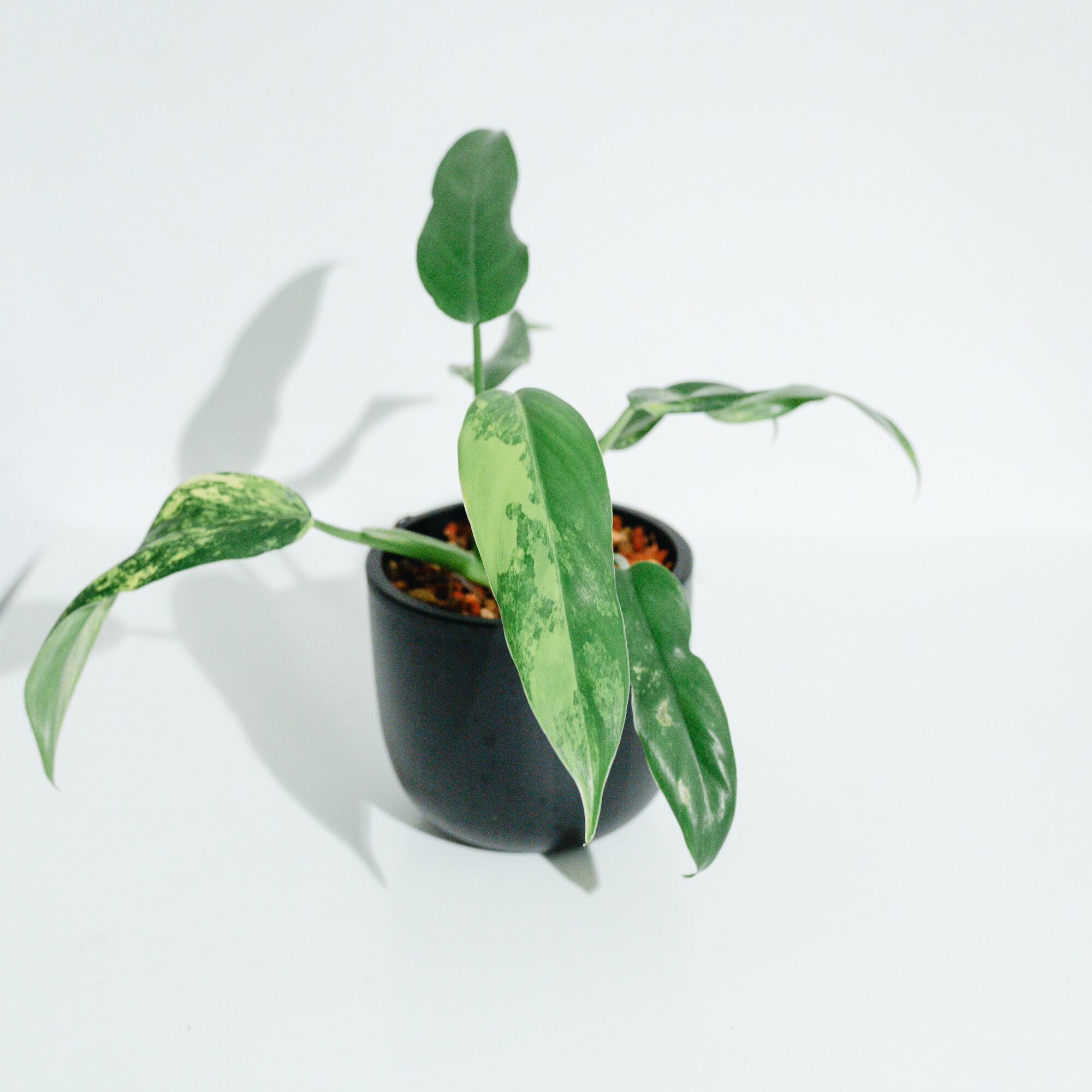 フィロデンドロンドメスチィカム斑入り フィロデンドロン