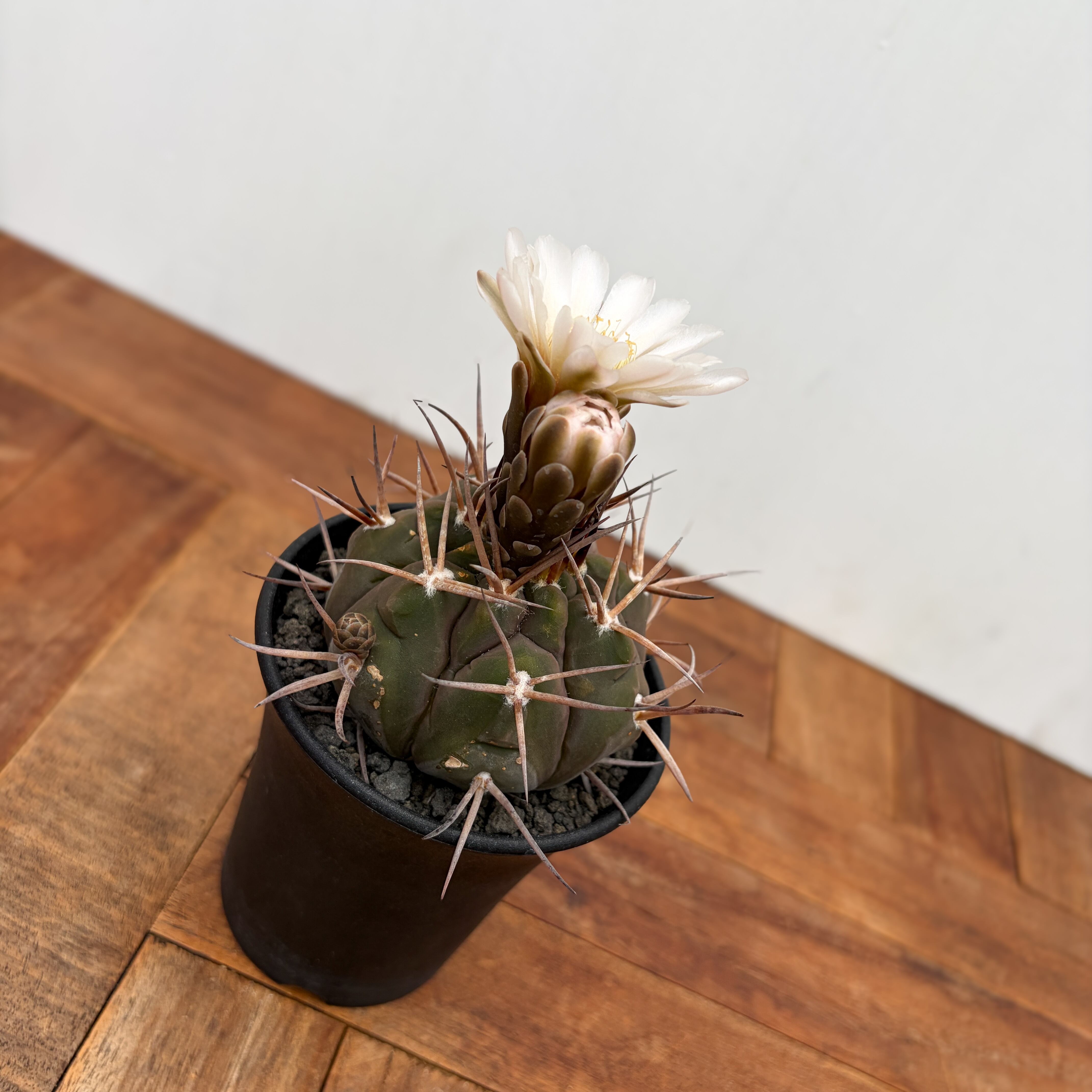 Gymnocalycium mazanense【ギムノカリキウム・守金魔天竜】 | RIMO'S