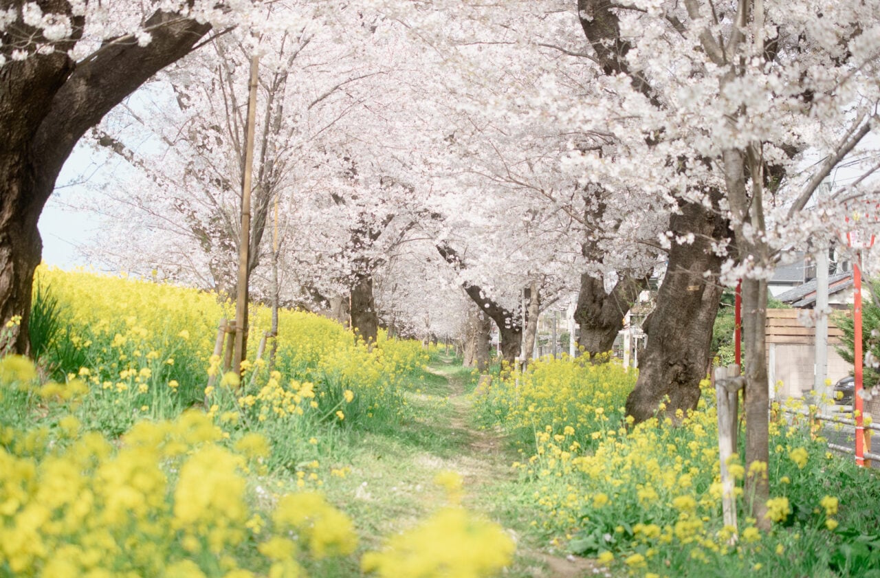 熊谷桜堤　満開の桜ポストカードセット（５枚入り）