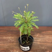 【新着3日限定10%OFF】ビオフィツム　デンドロイデス【1192】