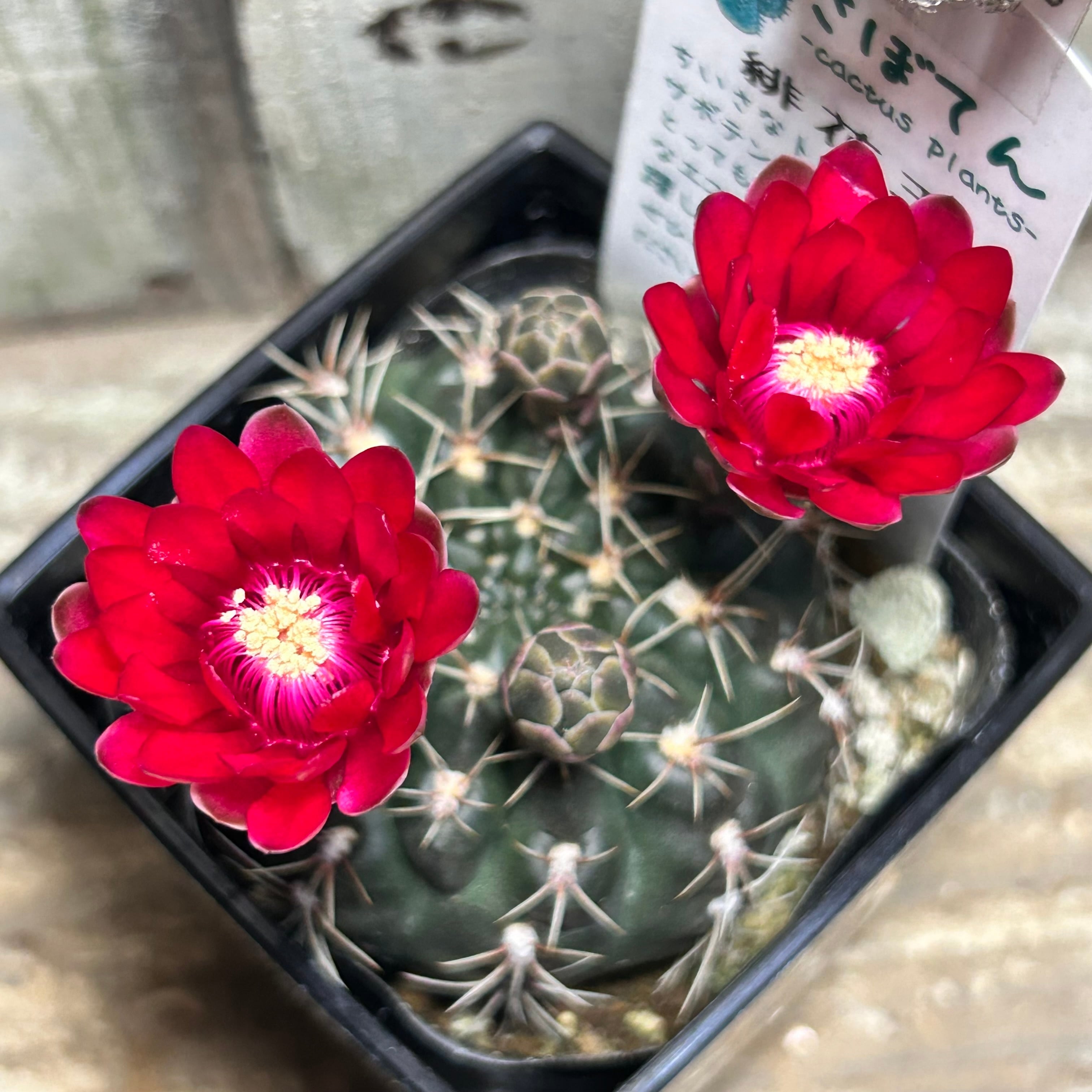 錦 | RuPo 多肉植物専門店