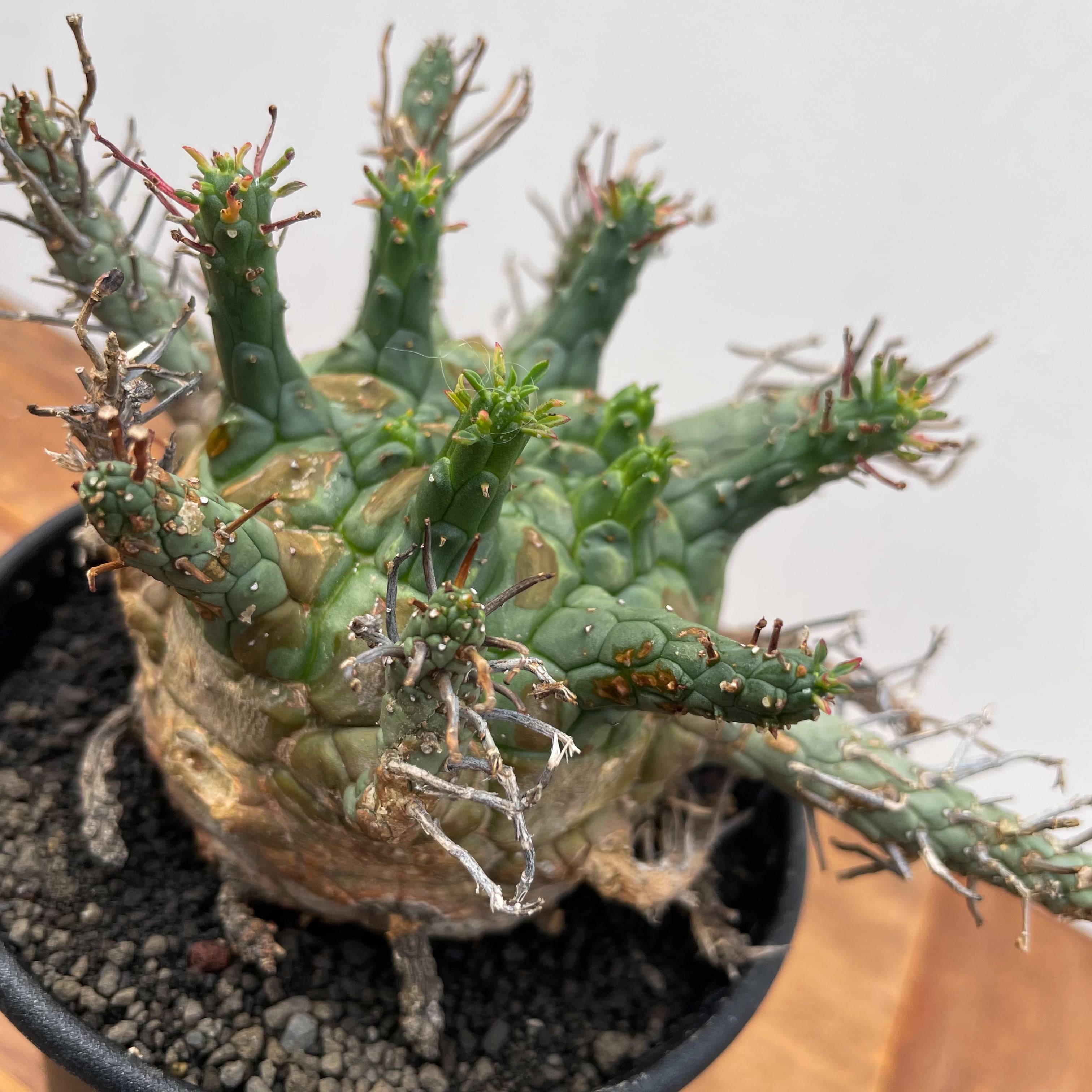 Euphorbia Decepta【ユーフォルビア・デセプタ】 | RIMO'S GREEN