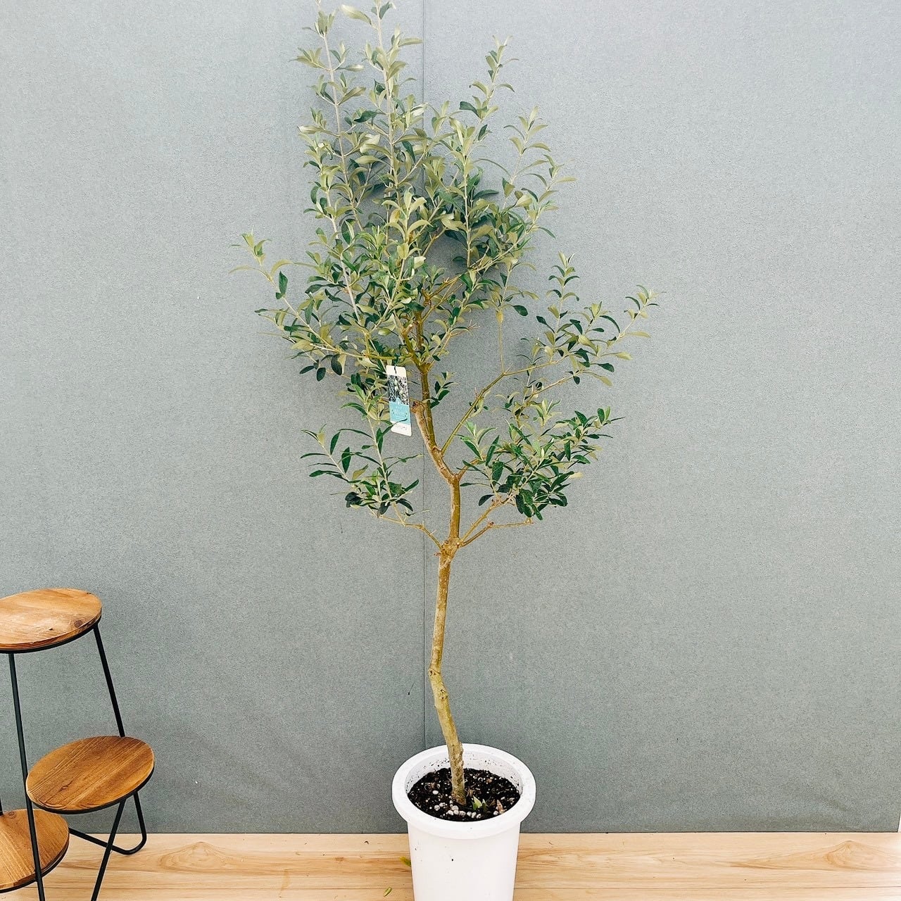 ［現品］【希少】10番　フィカス　アフリカンプリンス　8号　観葉植物　室内　レア 現品］【希少】10番 フィカス アフリカンプリンス 8号 観葉植物 室内