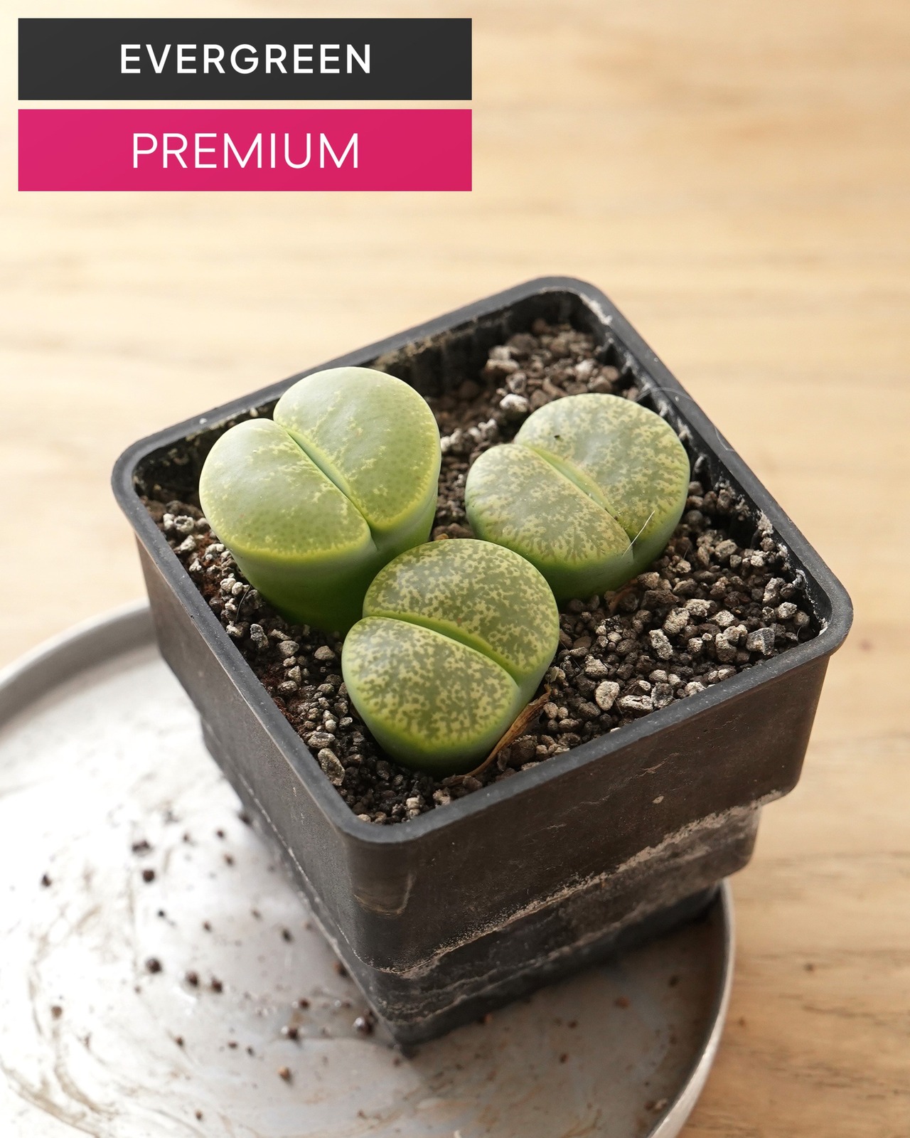 【PREMIUM】 鉢植え リトープス 緑紫勲 大玉3個セット Lithops lesliei var.rubrobrunnea