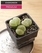 【PREMIUM】 鉢植え リトープス 緑紫勲 大玉3個セット Lithops lesliei var.rubrobrunnea