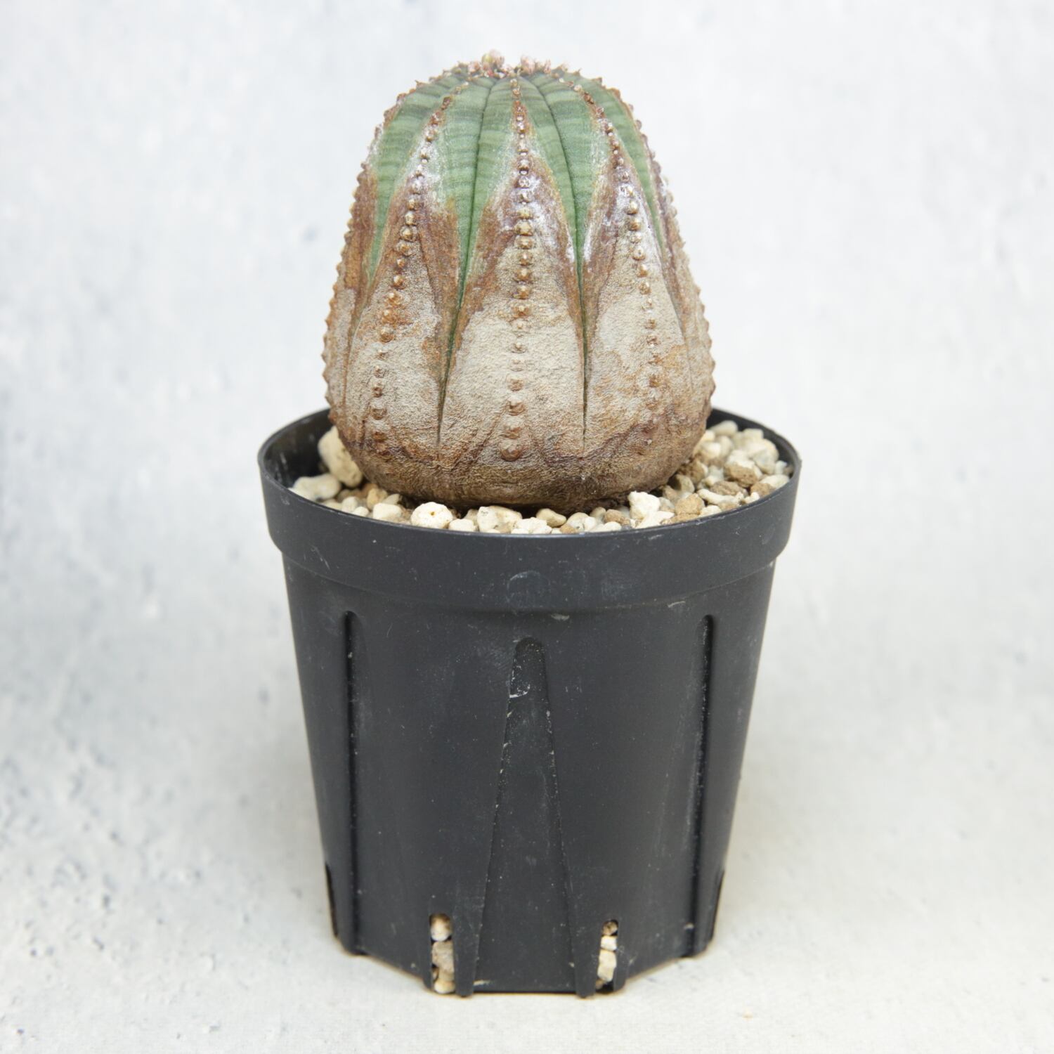 美模様 木質化 マイクロオベサ / ユーフォルビア | LIGHTHOUSE.PLANTS