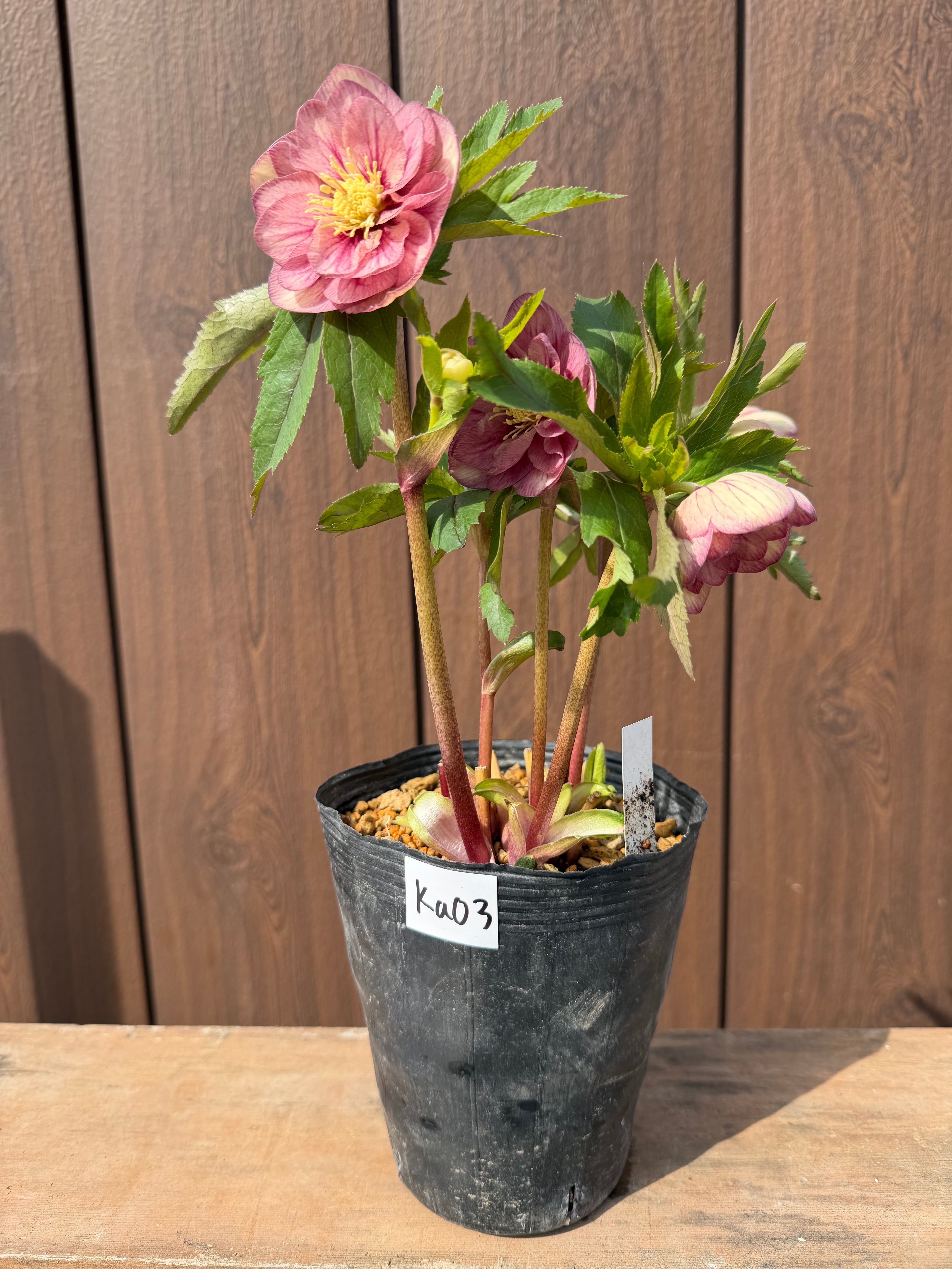 プリマ系ピンクグラデーション 加藤農園 クリスマスローズ【Ka03】送料