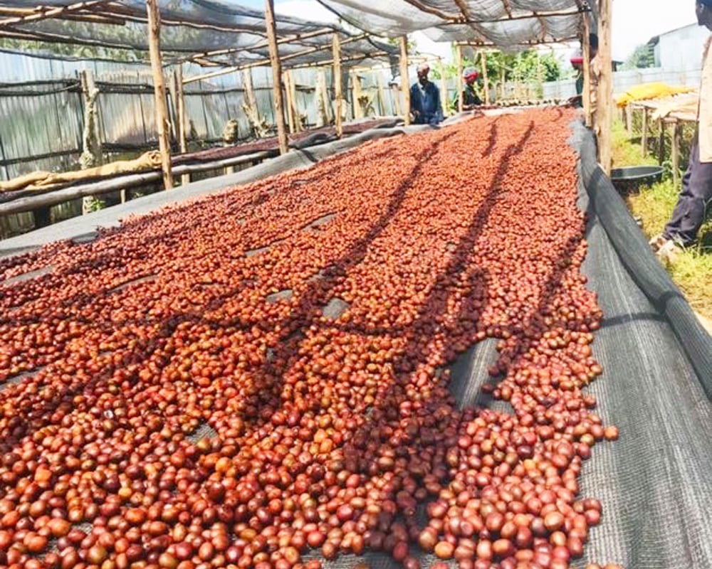 生豆】カファ ボンガ シシンダ アナエロビック ナチュラル 1kg｜Kaffa