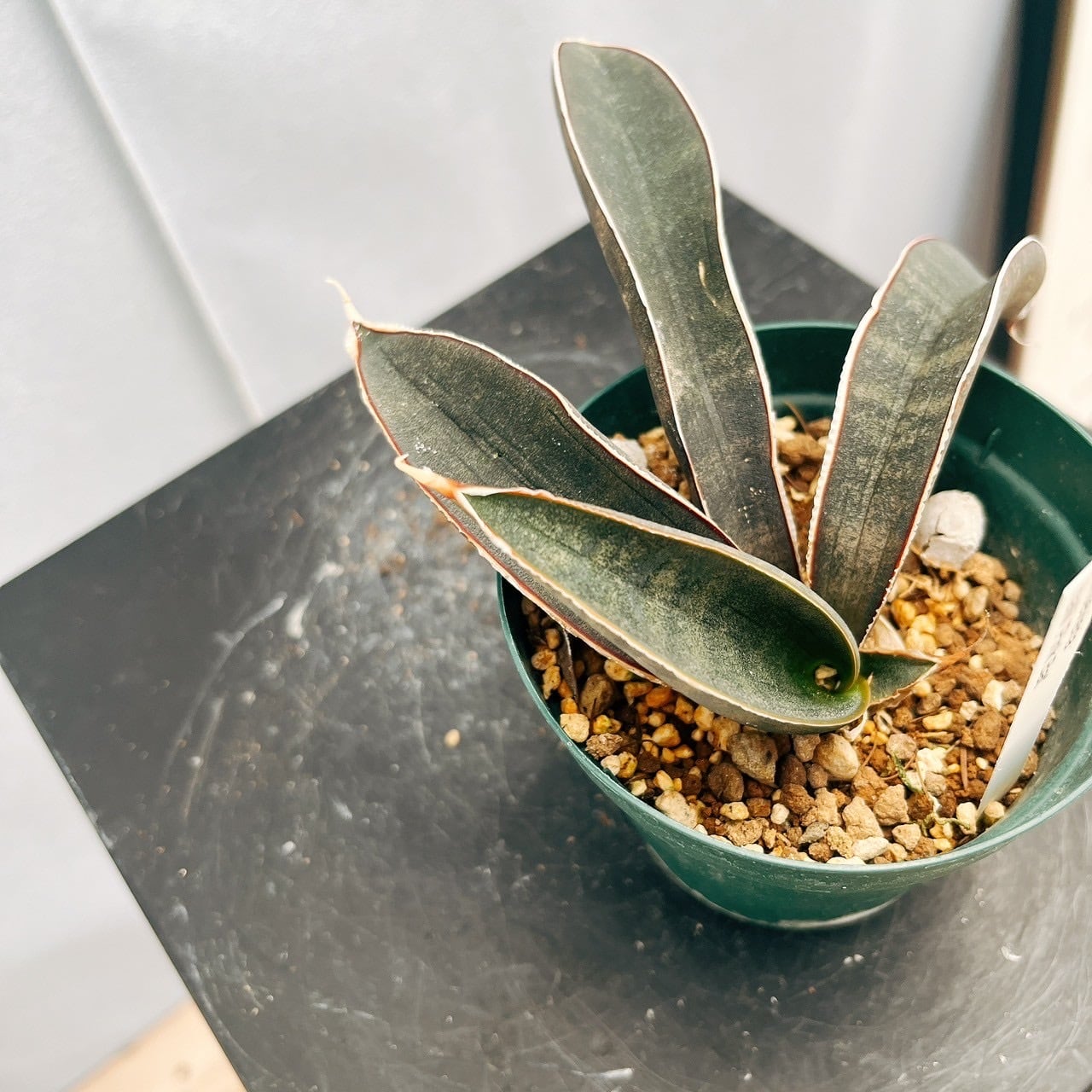 現品］【希少】サンスベリア ハリー ピンクバット 3号 観葉植物 室内