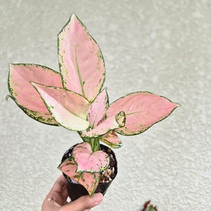 ④《Aglaonema Baby Pink》アグラオネマ ベビーピンク　観葉植物 ／ レッドリーフ／ポット発送