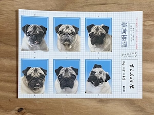 おパグ様の証明写真シール