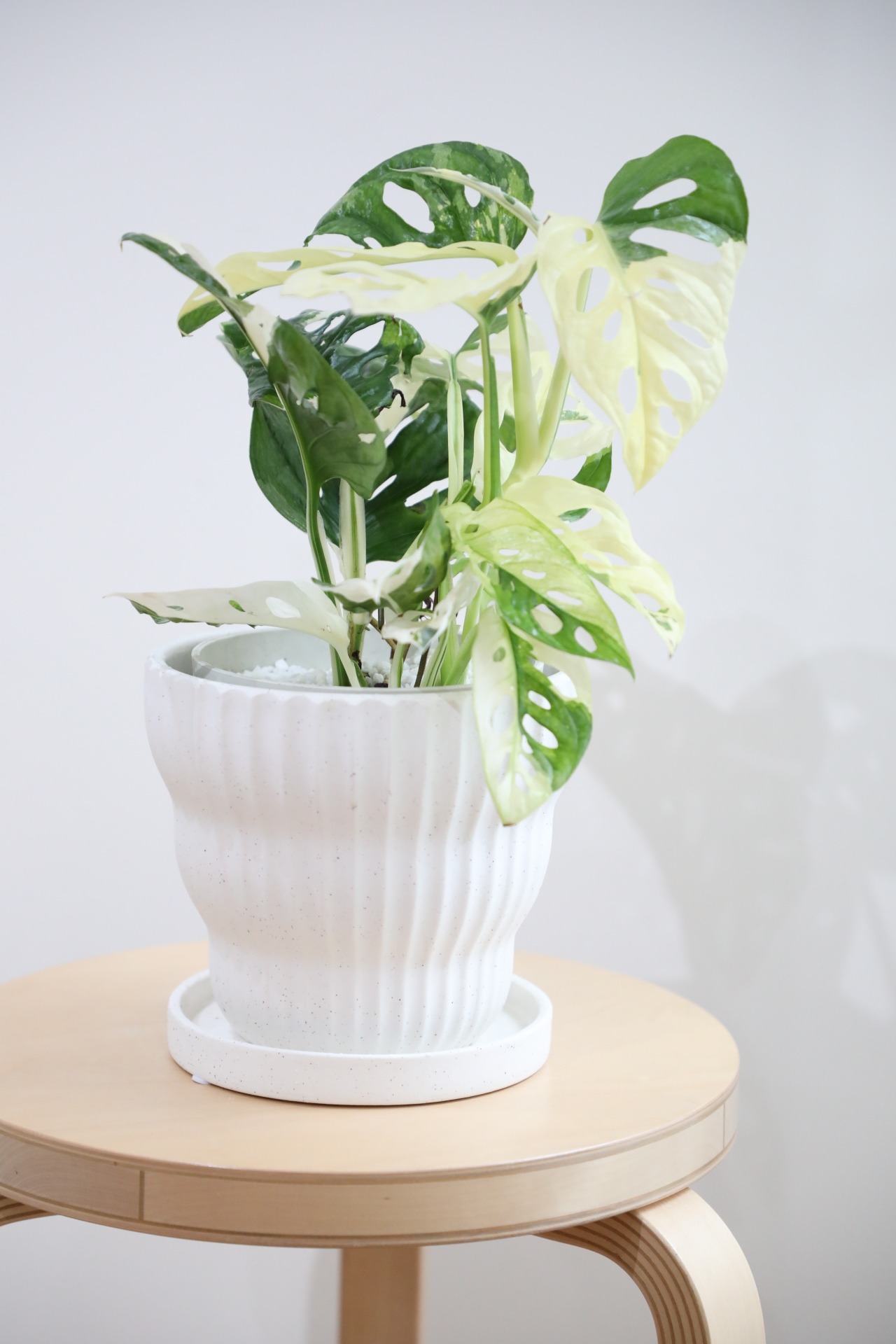 【希少】【M】マドカズラ バリエガータ/Monstera adansonii