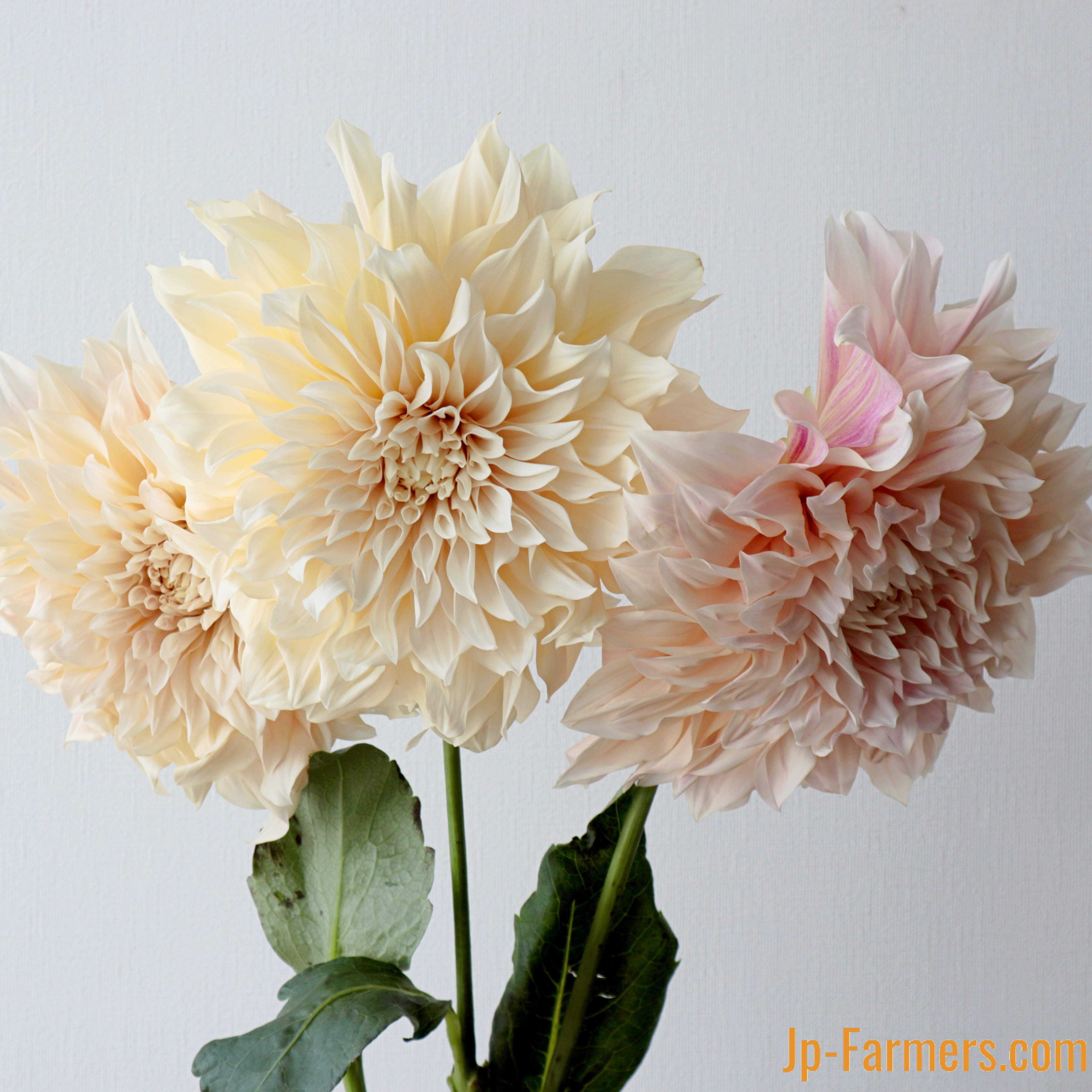 稀少で繊細！だけど虜になるダリア カフェオレ 5本 | 新鮮お花問屋 Jp