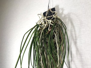 セイデンファデニア ミトラタ  着生蘭