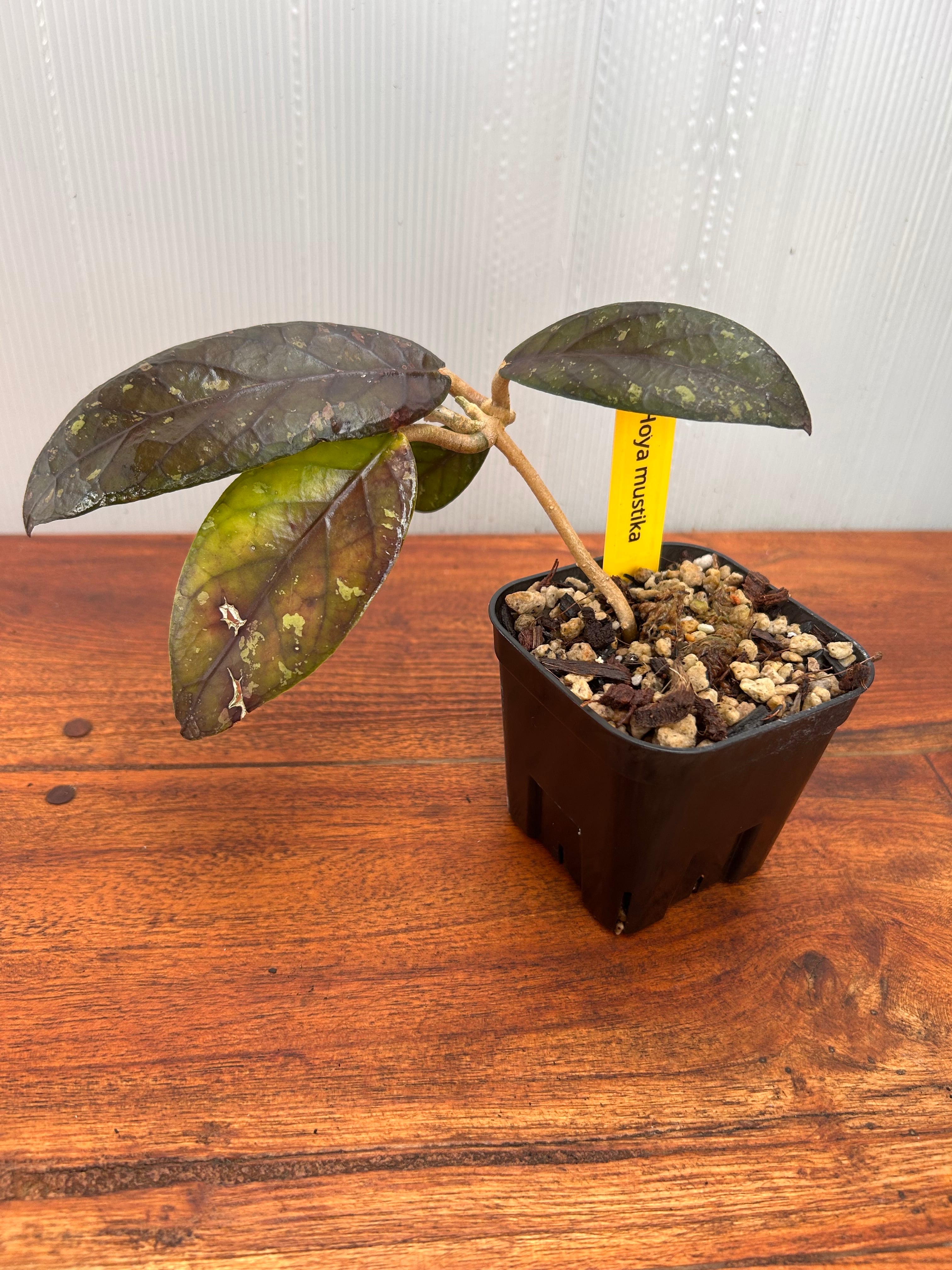 Hoya | BALI-AN 園芸